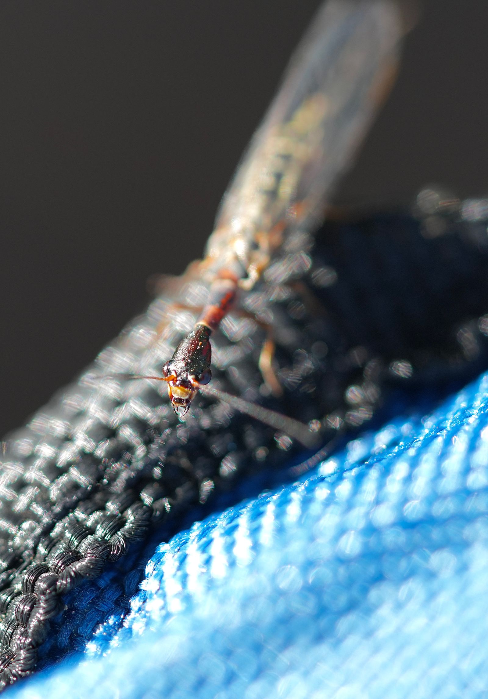 A reddish insect on black fabric beside blue stitching, Eastern Washington