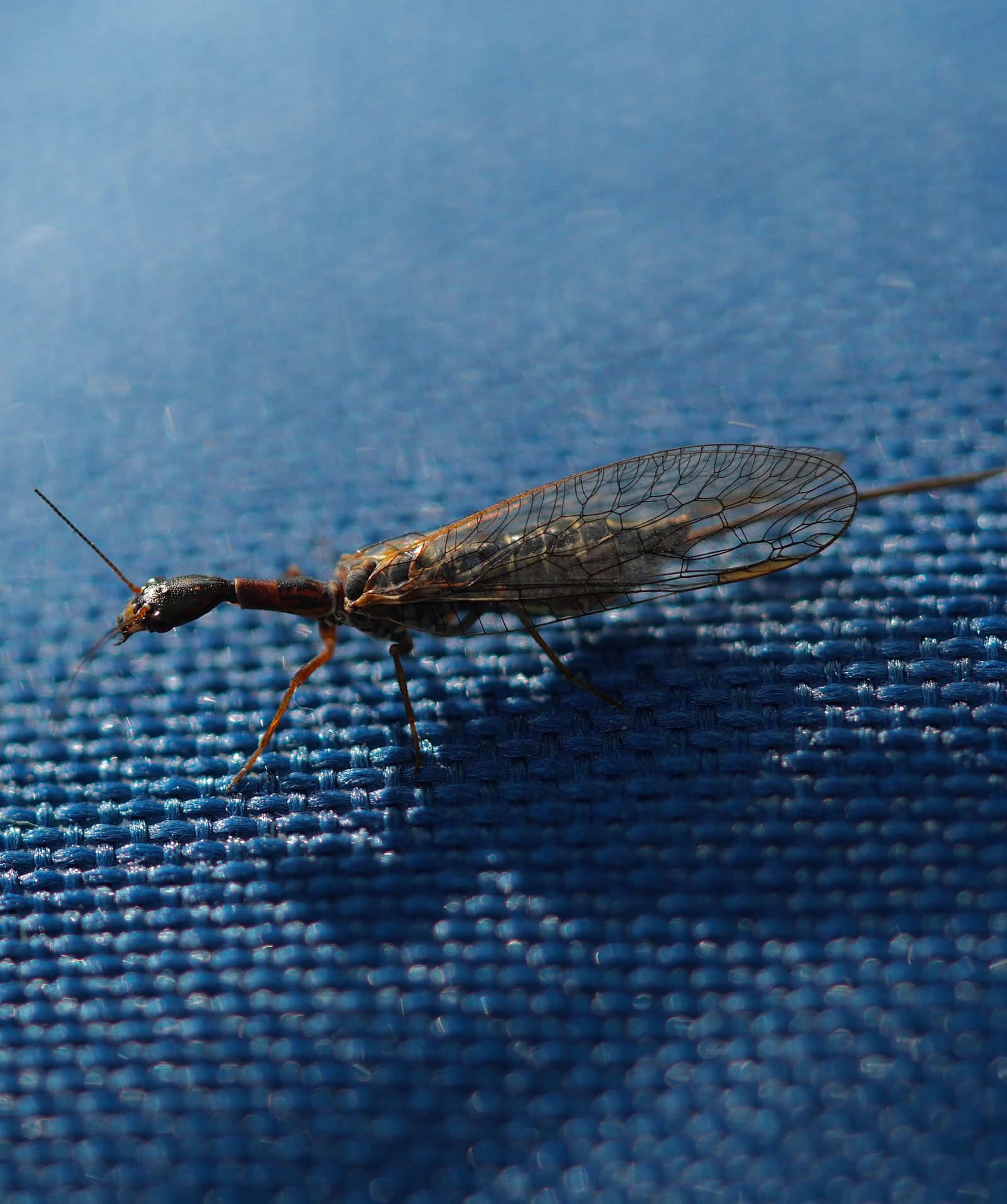 Common snakefly (Agulla) standing on blue woven fabric, Eastern Washington