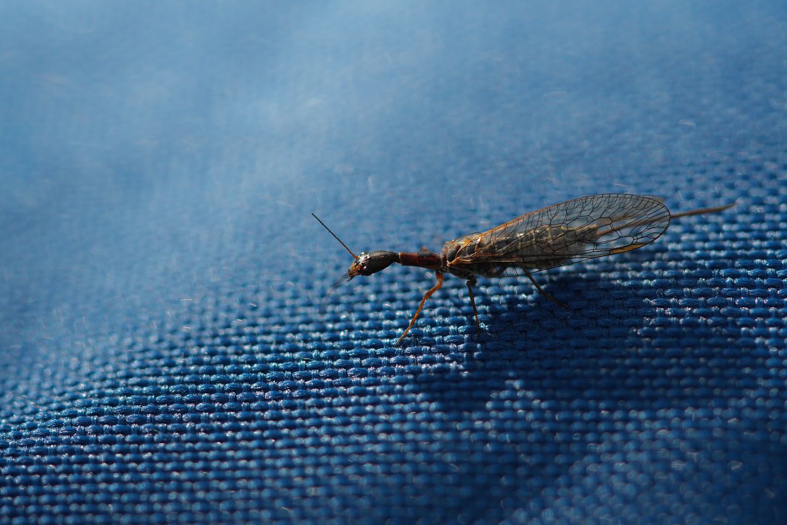 Common snakefly (Agulla) standing on blue woven fabric, Eastern Washington