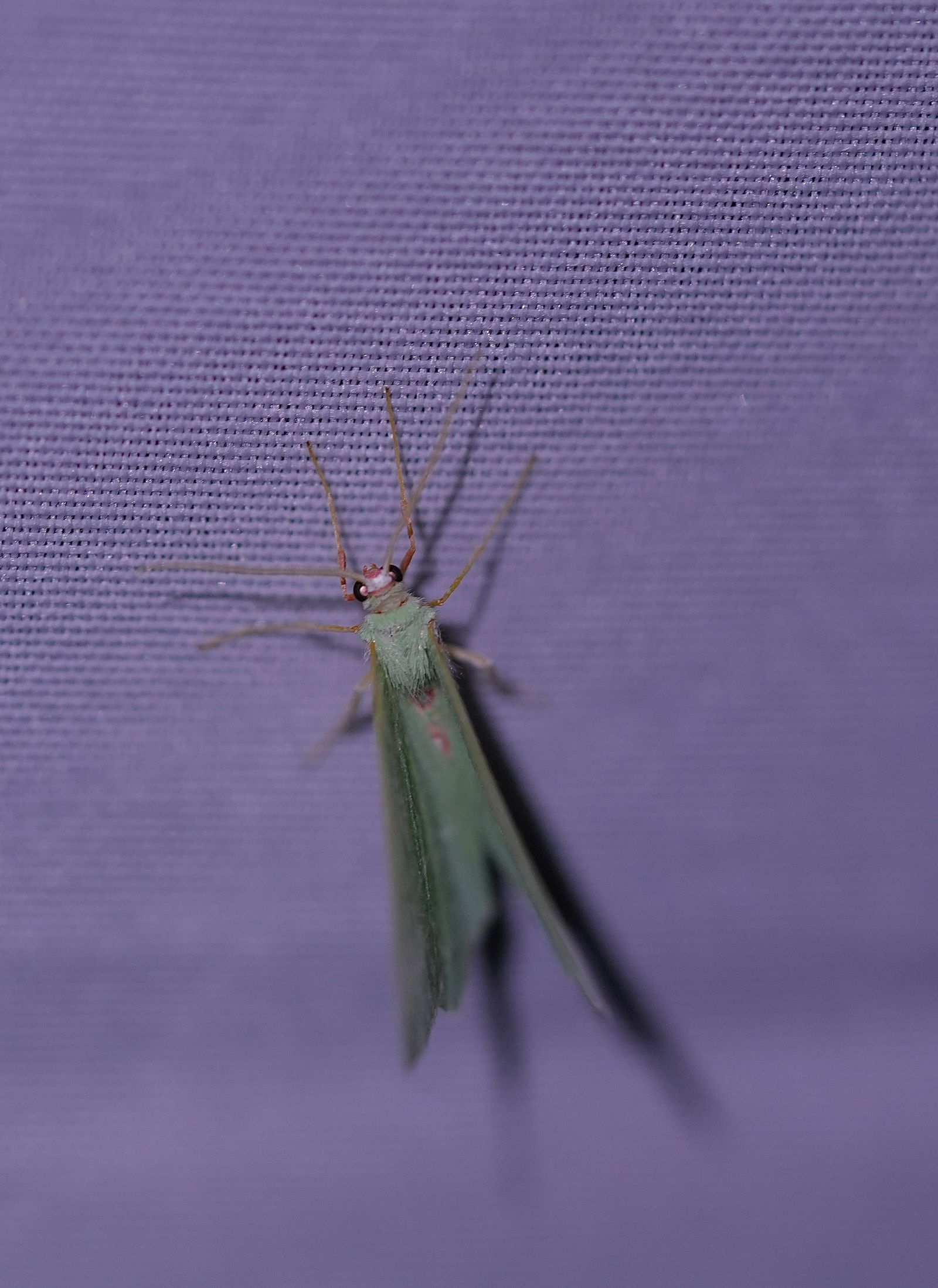 A pale green insect clinging to purple mesh, Eastern Washington
