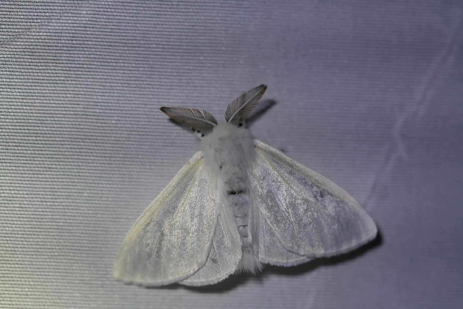 White satin moth (Leucoma salicis) resting on gray woven fabric, Eastern Washington