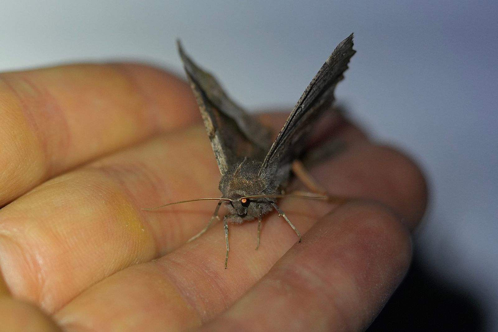 A gray-brown moth resting on a person's fingers, Eastern Washington