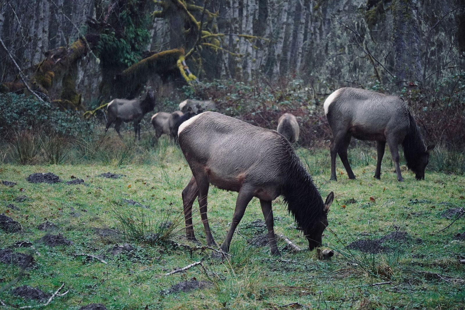 Six Roosevelt elk (Cervus canadensis roosevelti) grazing in grass beside moss-covered trees, Olympic National Park