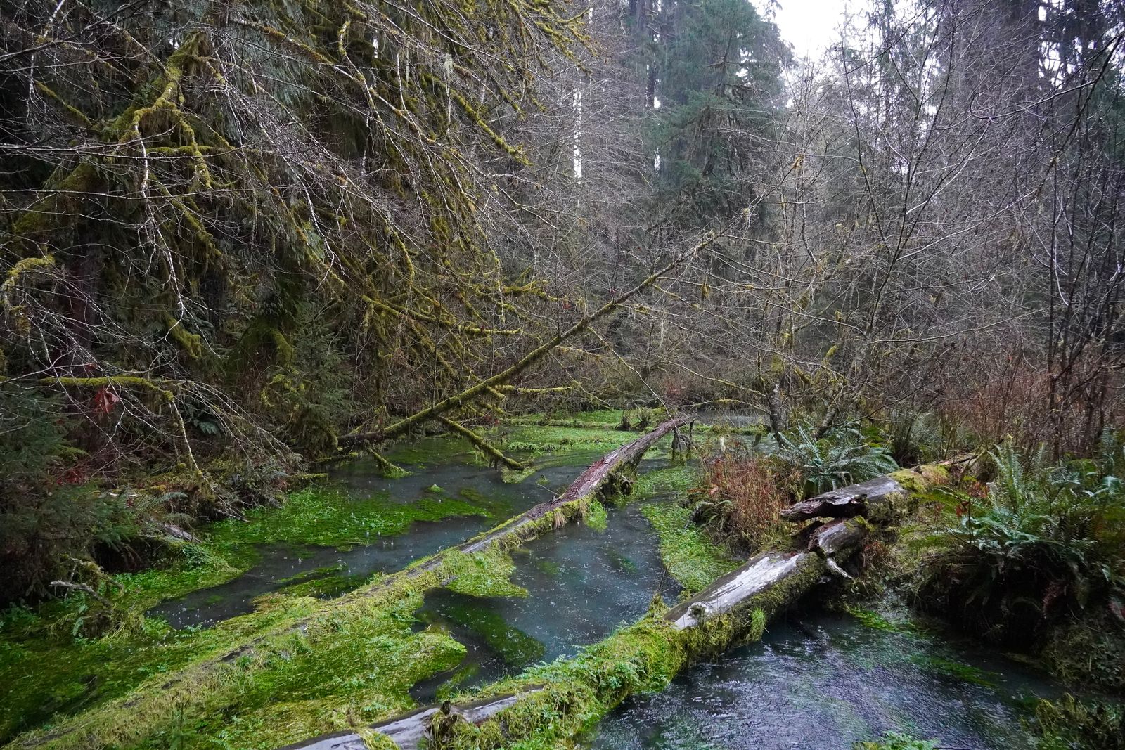 Moss-covered forest surrounding dark water crossed by fallen logs, Olympic National Park