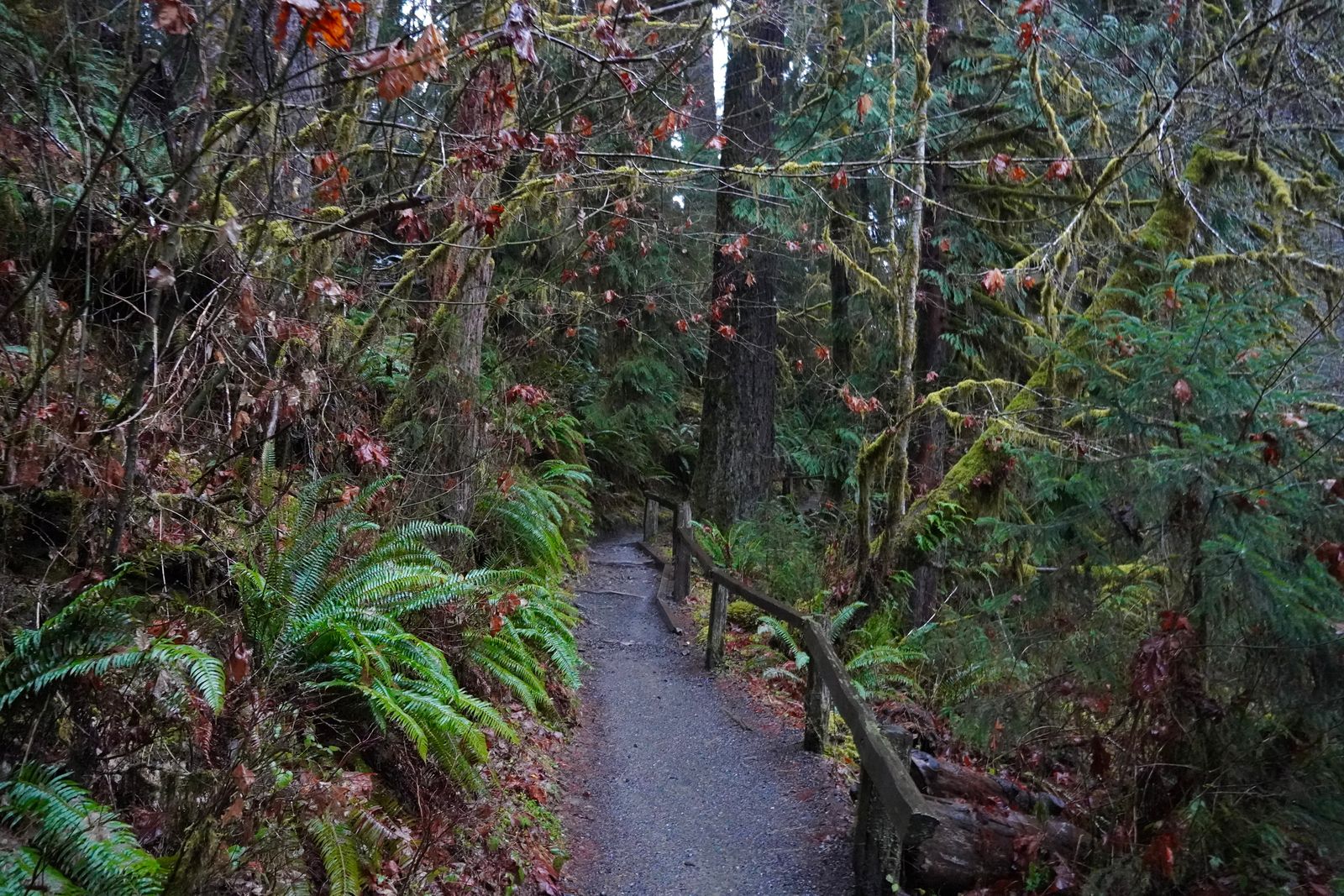 Forest surrounding a fern-lined trail with a wooden railing, Olympic National Park