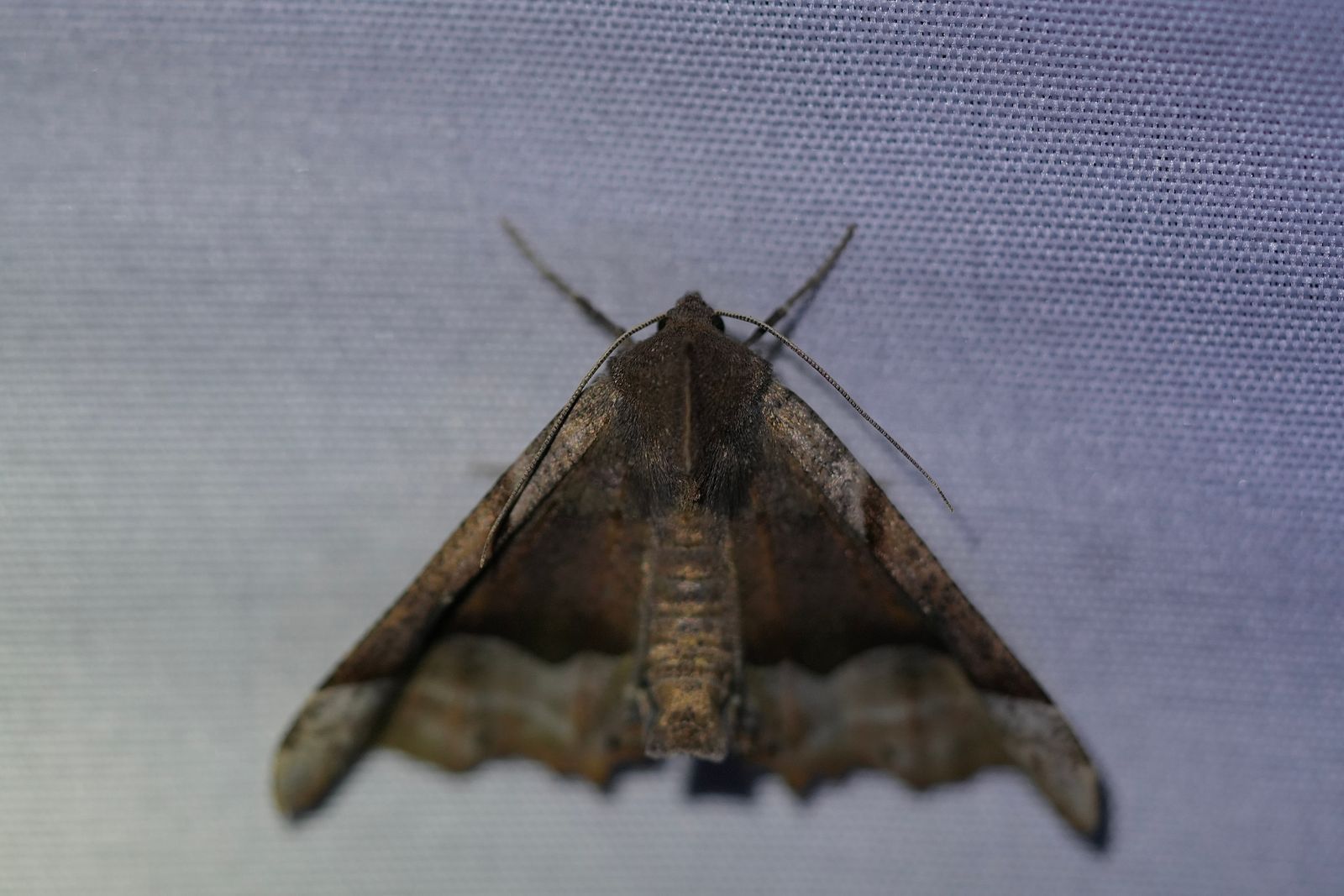 A brown moth with pale bands on pale woven fabric, Eastern Washington