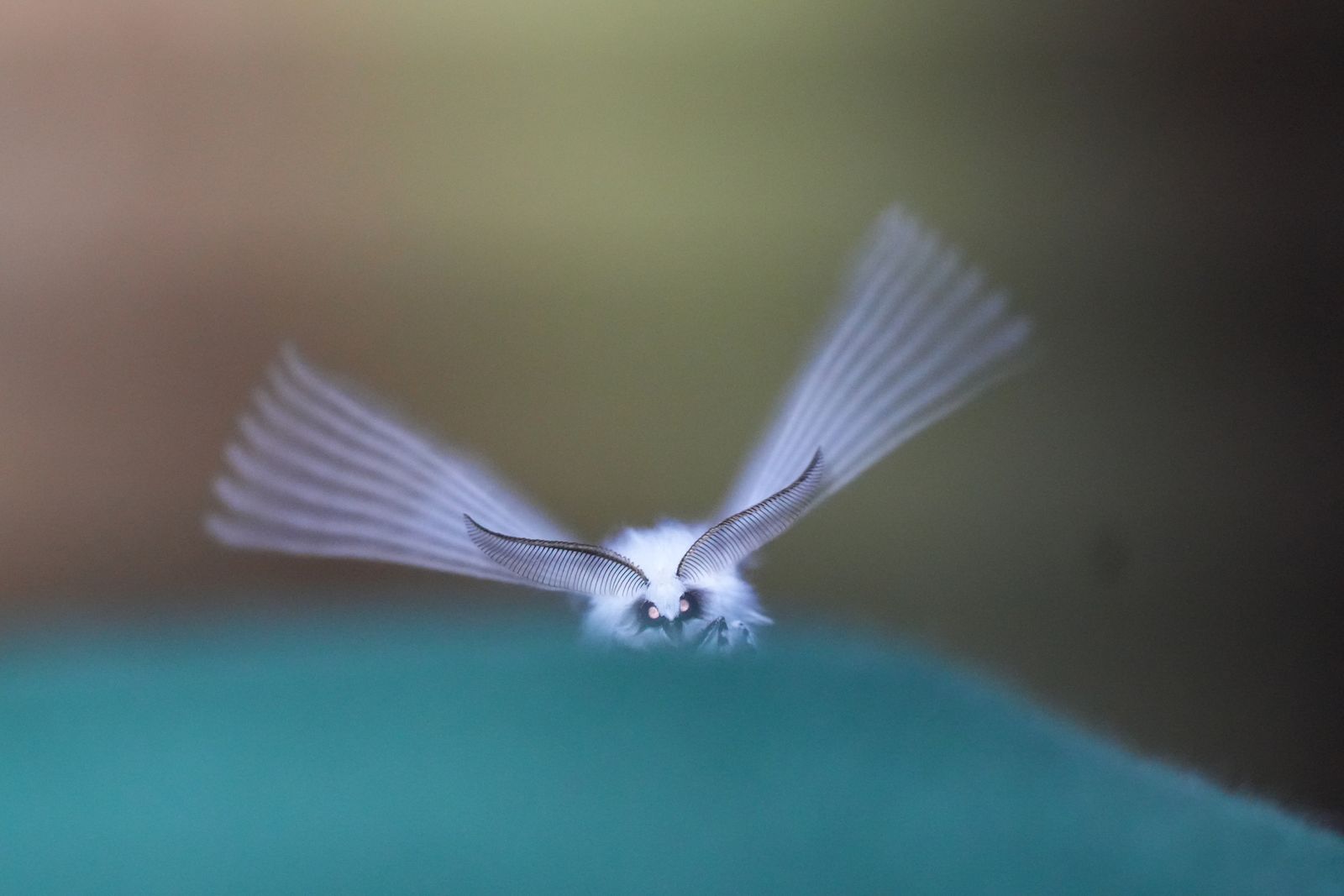 White satin moth (Leucoma salicis) resting on turquoise material, Eastern Washington