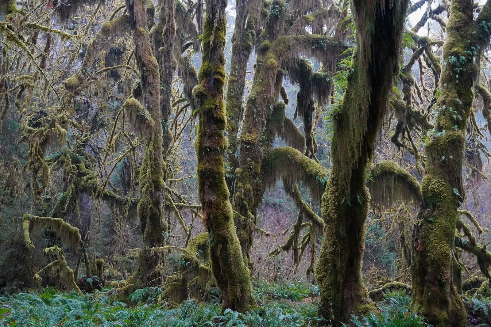 Moss-covered forest with hanging moss above a fern-covered floor, Olympic National Park