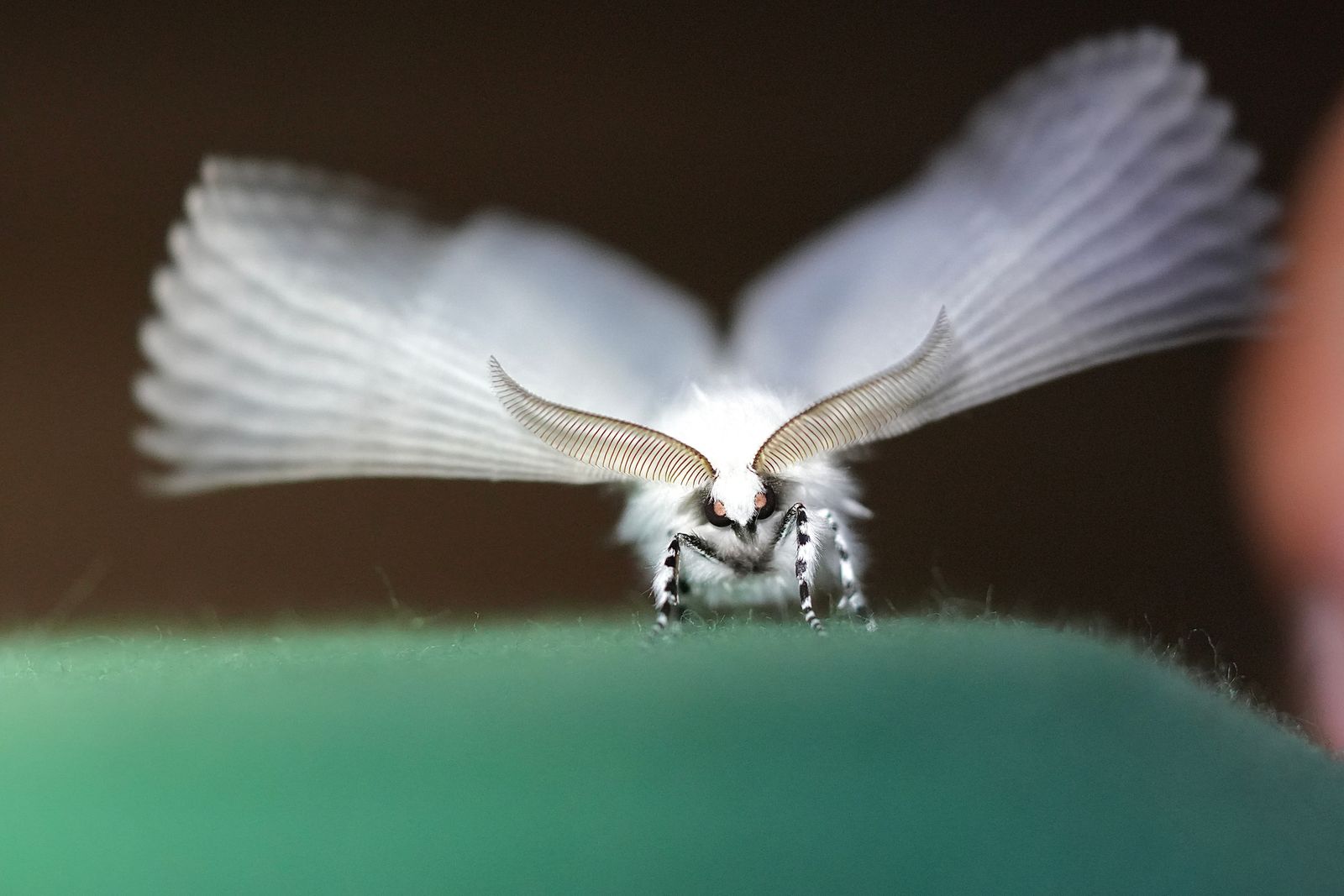 A white moth resting on green fabric, Eastern Washington