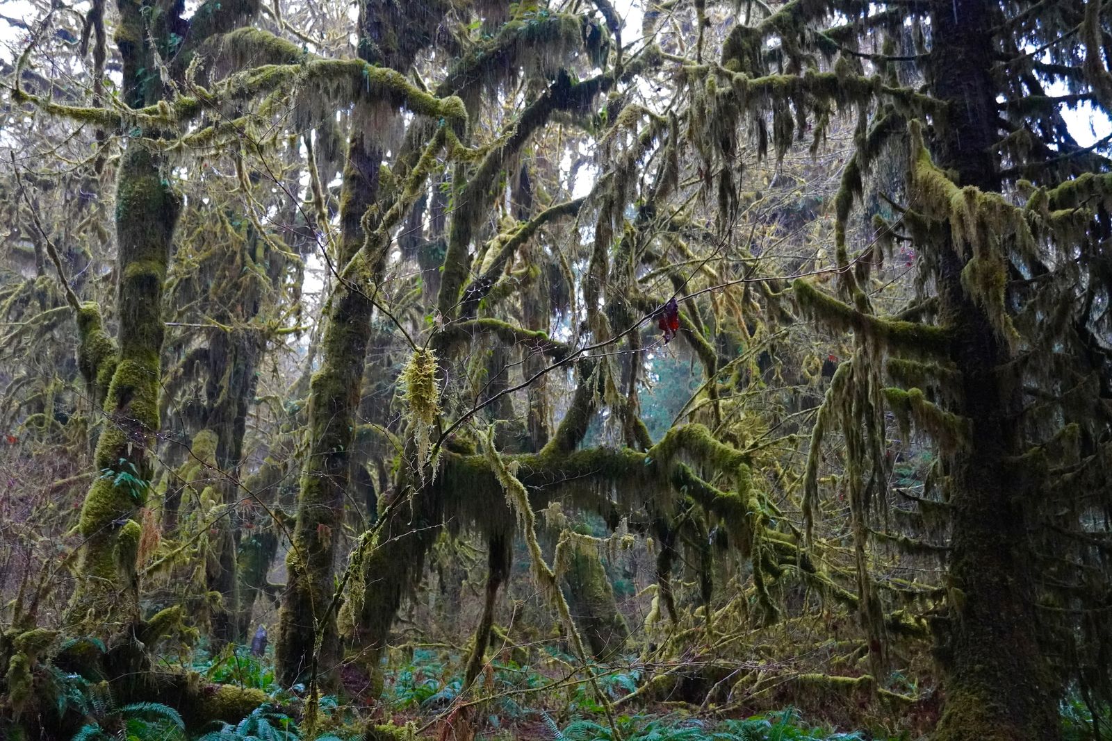 Moss-covered forest with hanging moss above a fern-covered floor, Olympic National Park