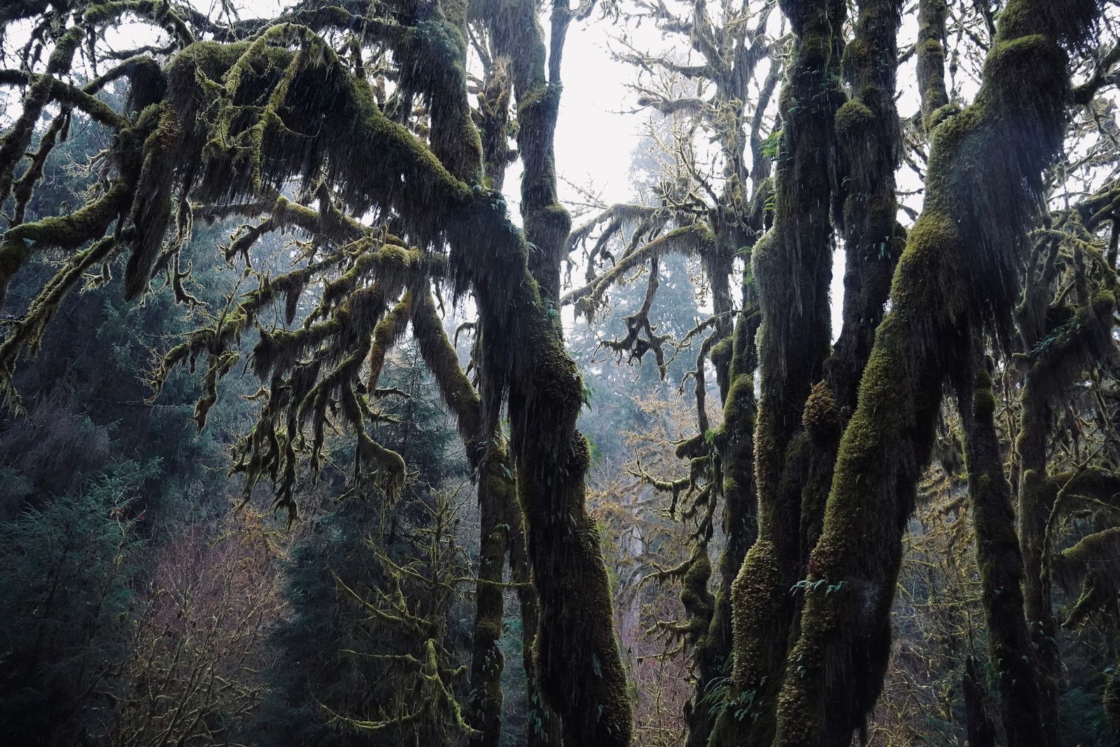 Moss-covered forest with hanging moss and bare branches, Olympic National Park