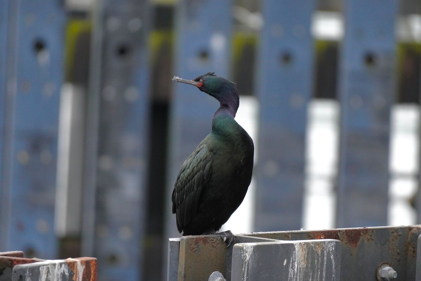 Pelagic cormorant (Urile pelagicus) perched on rusty metal, Olympic National Park