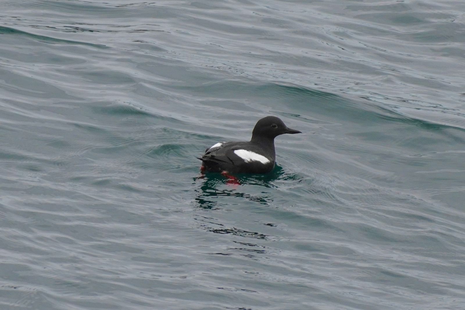 A black bird with white patches floating on rippled water, Olympic National Park