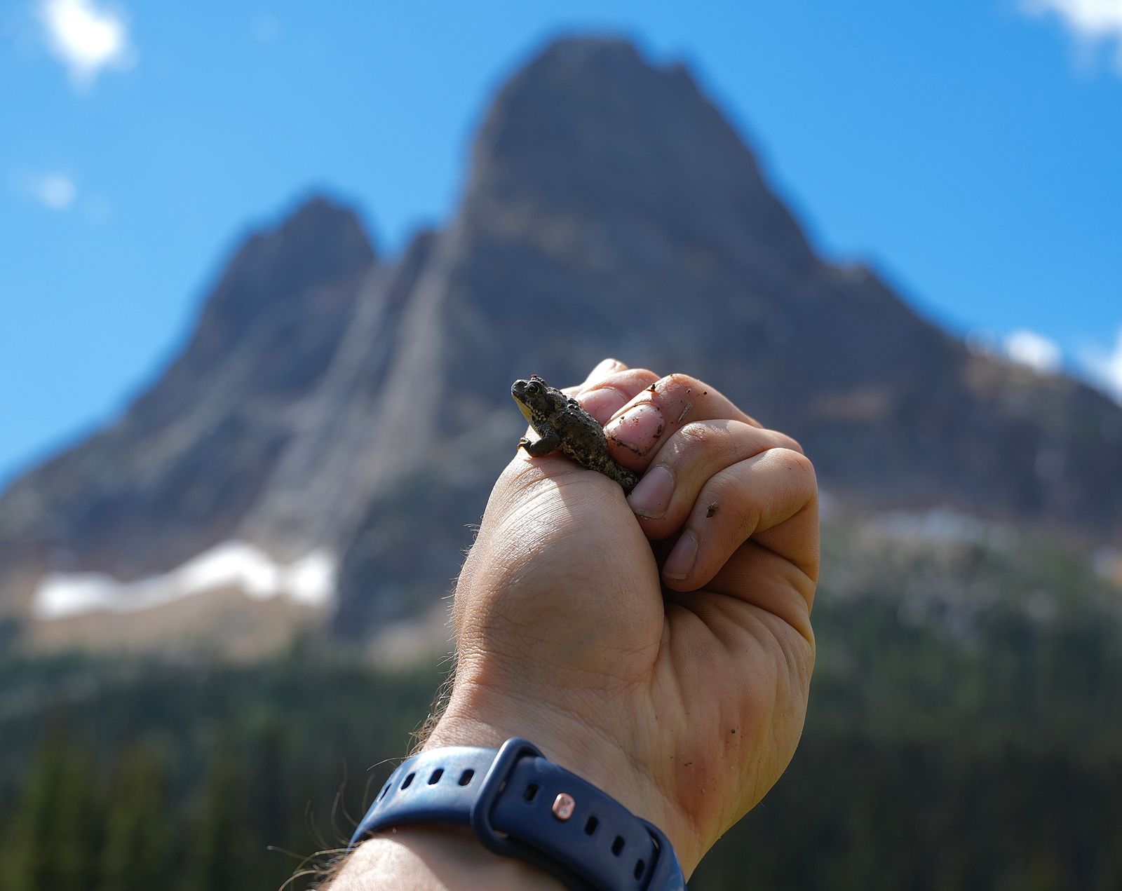 Toad held in a hand before North Cascades peaks, Washington Pass