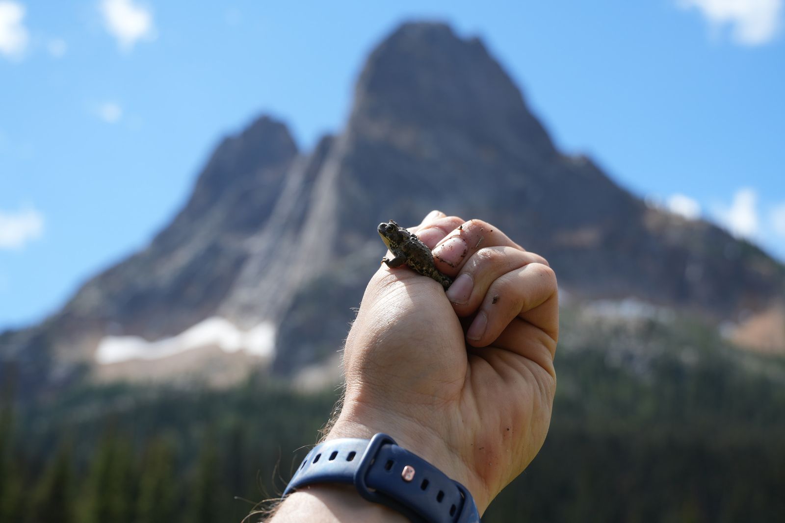 Toad held in a hand before North Cascades peaks, Washington Pass