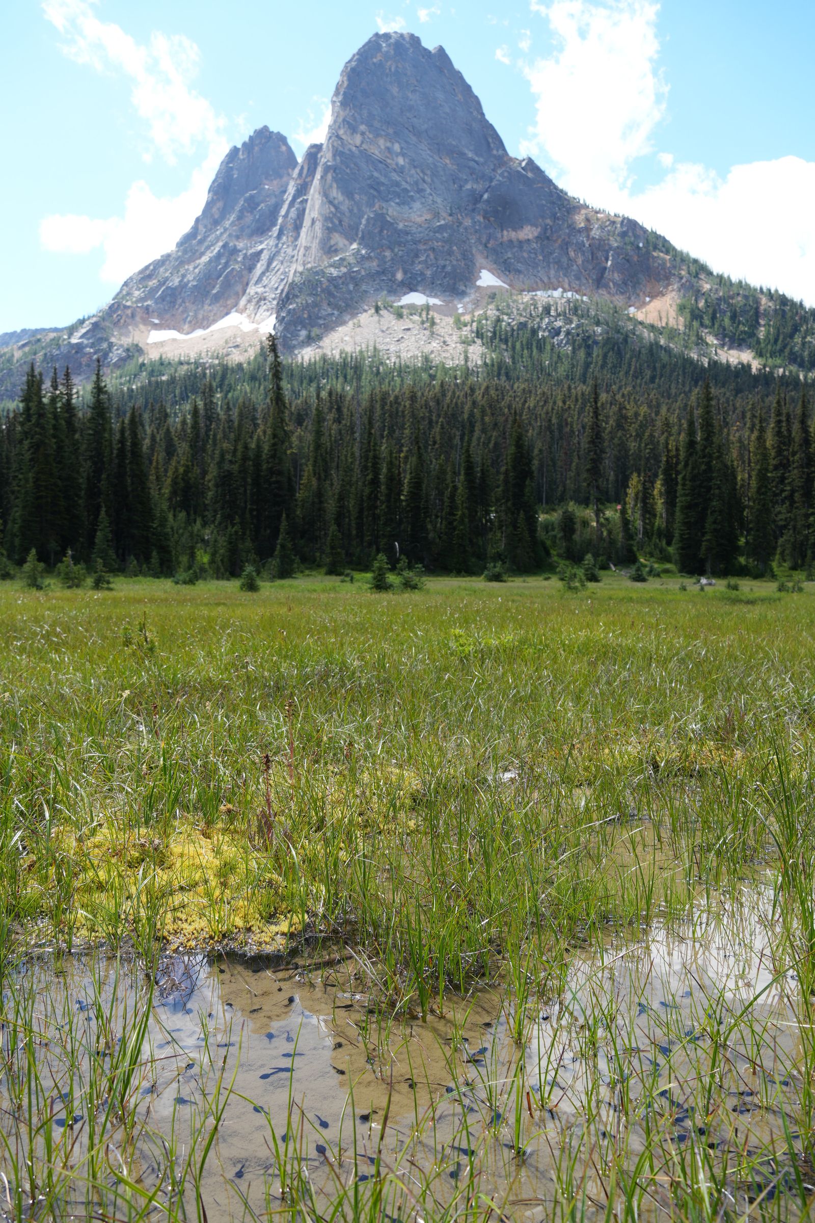 Rocky peak above a flooded meadow at Washington Pass