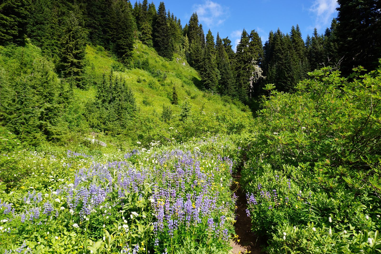 A forest trail through purple, white and yellow wildflowers, North Cascades