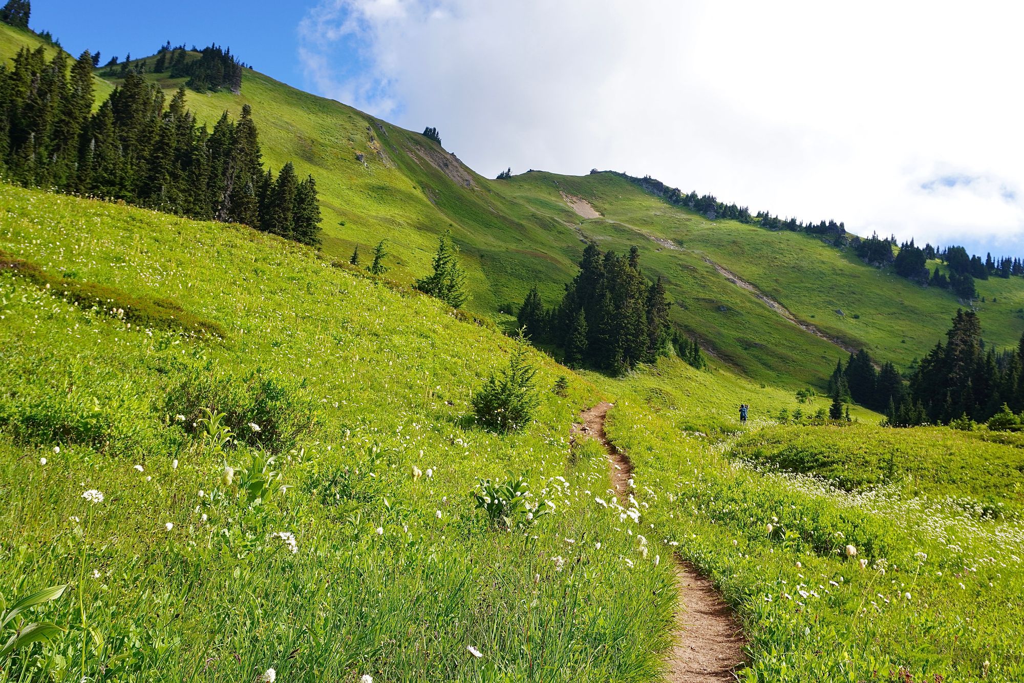Grassy mountain slopes above a wildflower meadow and trail, North Cascades