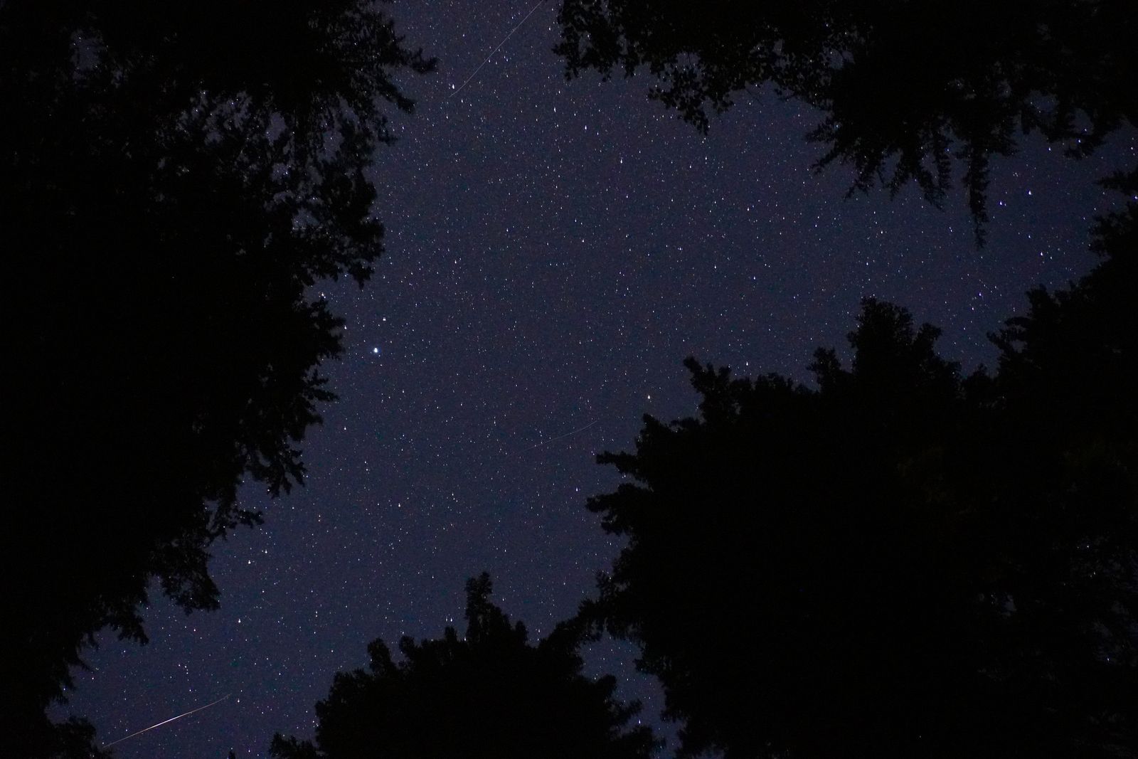 Stars and thin light streaks above treetops at night, North Cascades