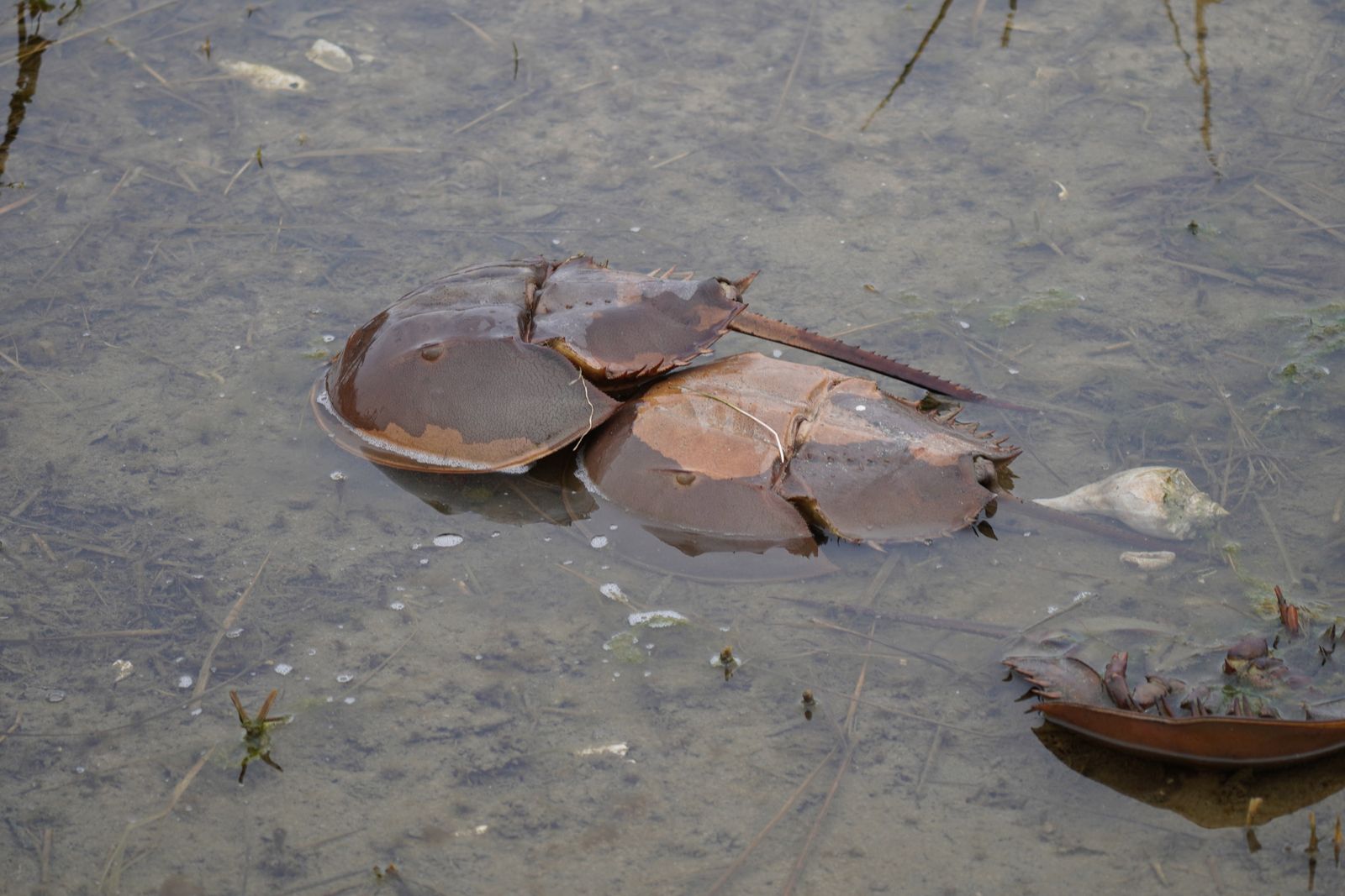 Three crabs in shallow water over mud, Western Washington
