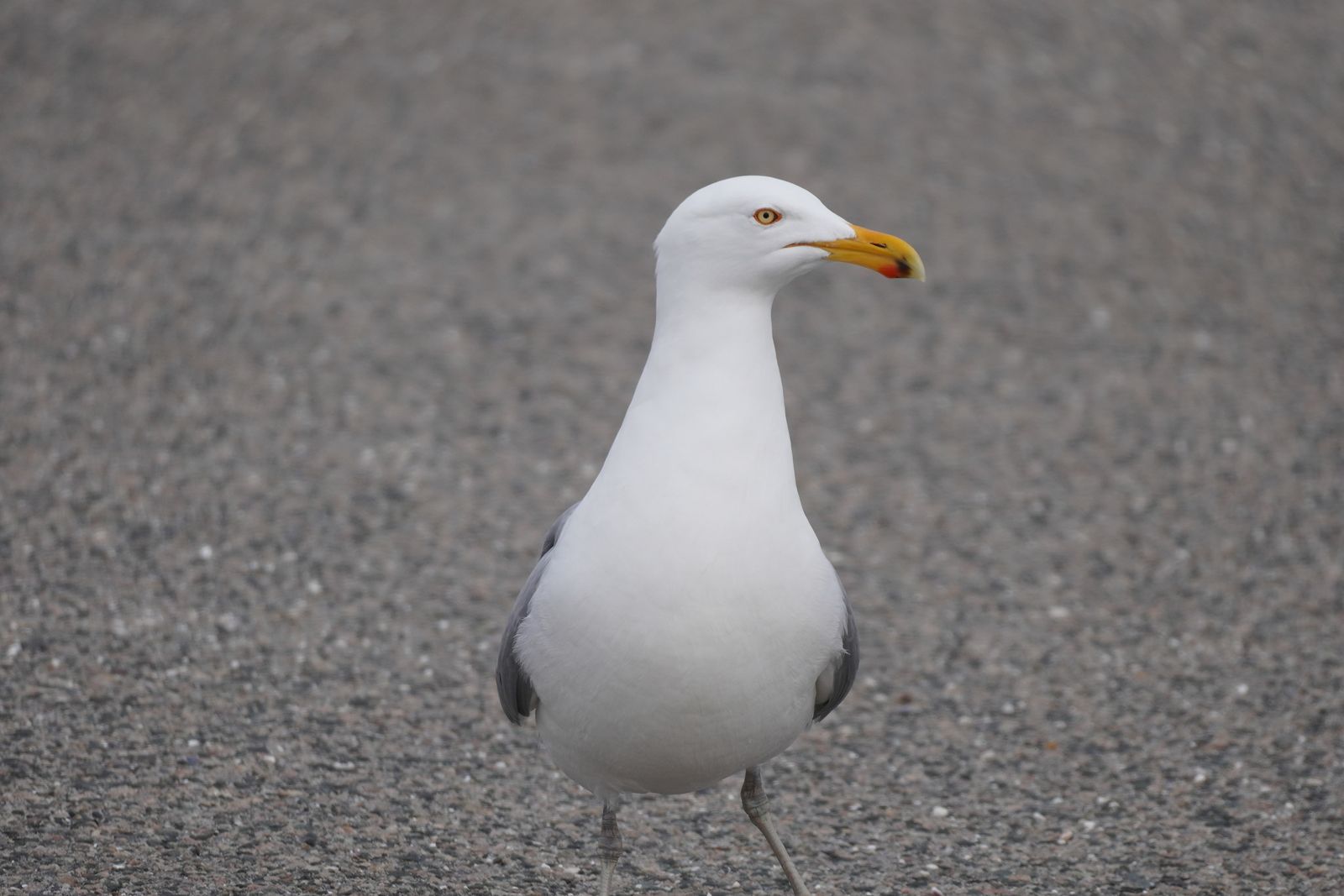 American herring gull (Larus smithsonianus) standing on pavement, Western Washington