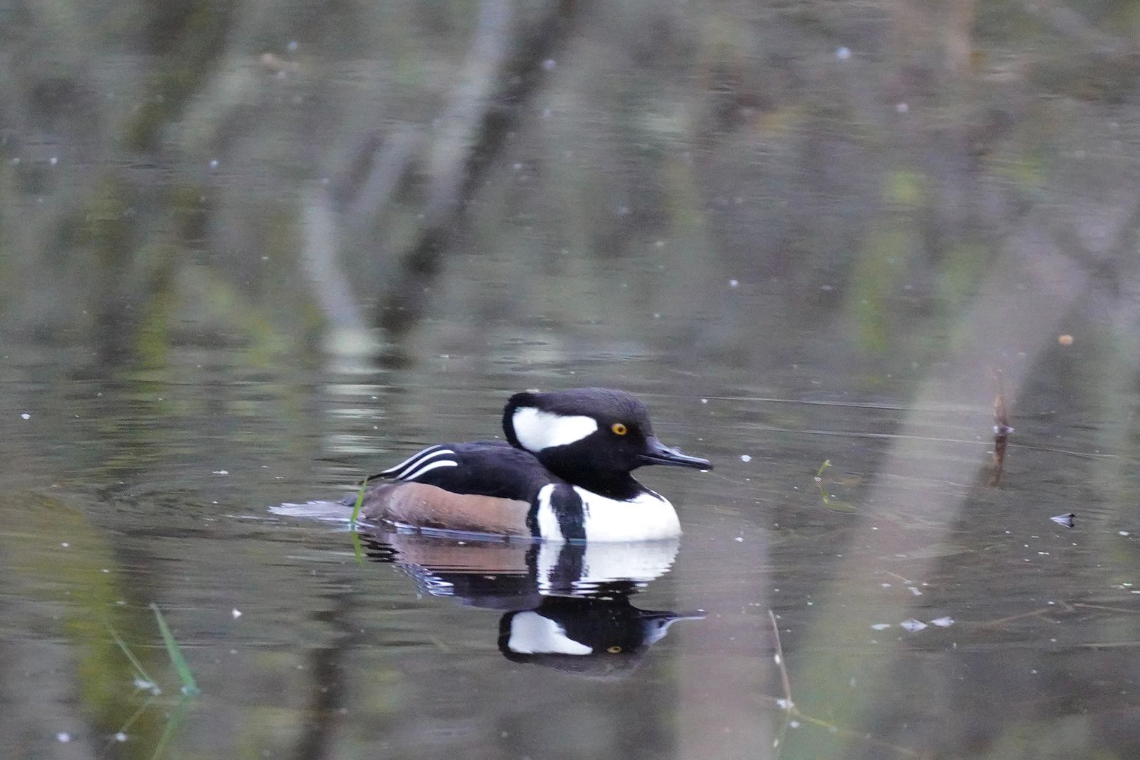 Hooded merganser (Lophodytes cucullatus) floating on water with its reflection, Western Washington