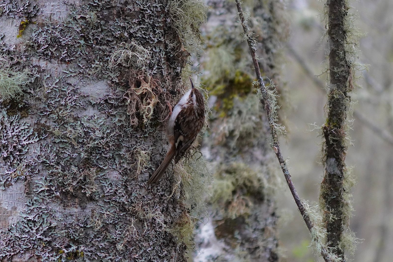 Brown creeper (Certhia americana) clinging to a lichen-covered tree trunk, Western Washington