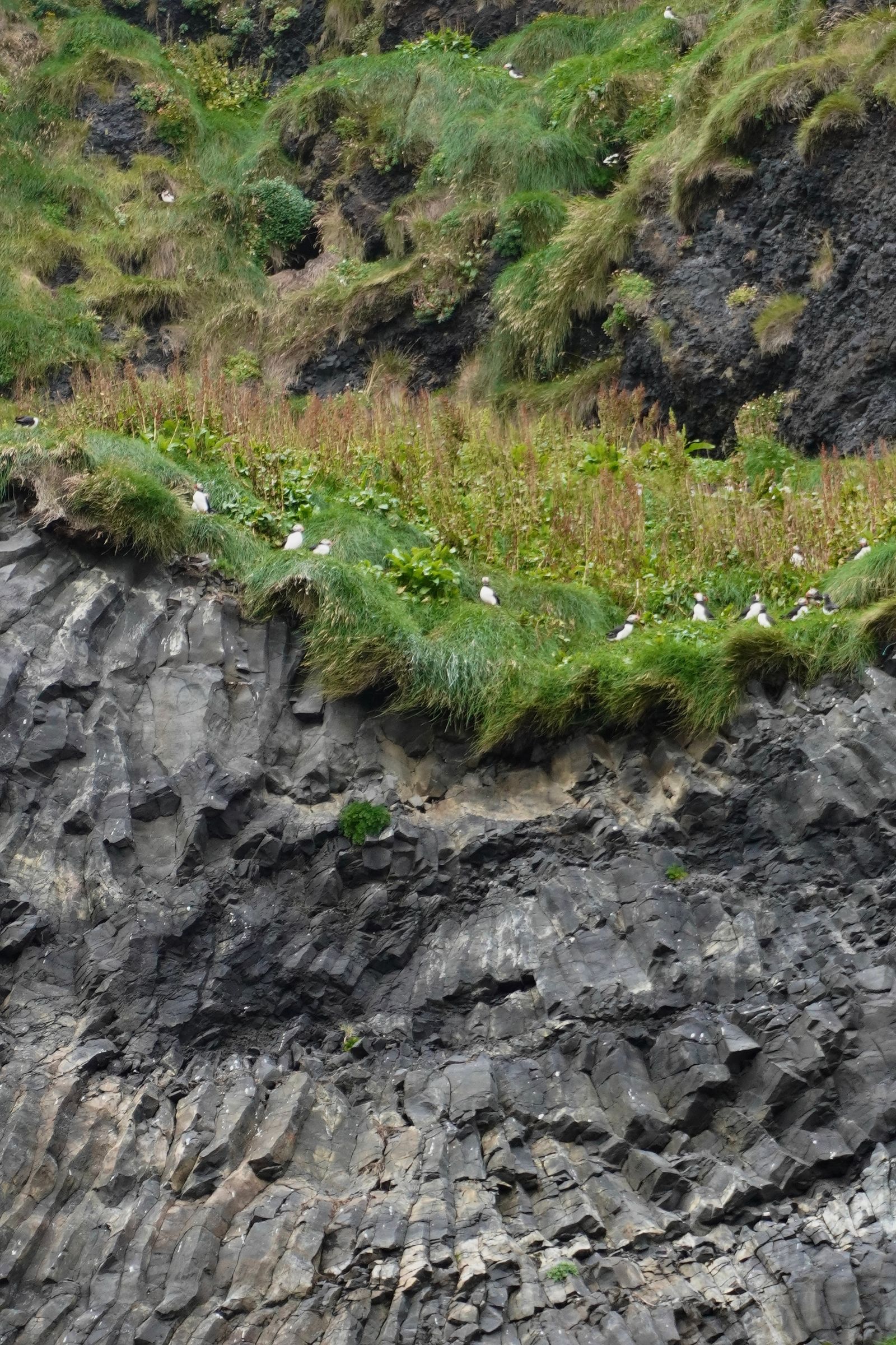 Black-and-white birds perched on grassy ledges on a rocky cliff, Skogafoss