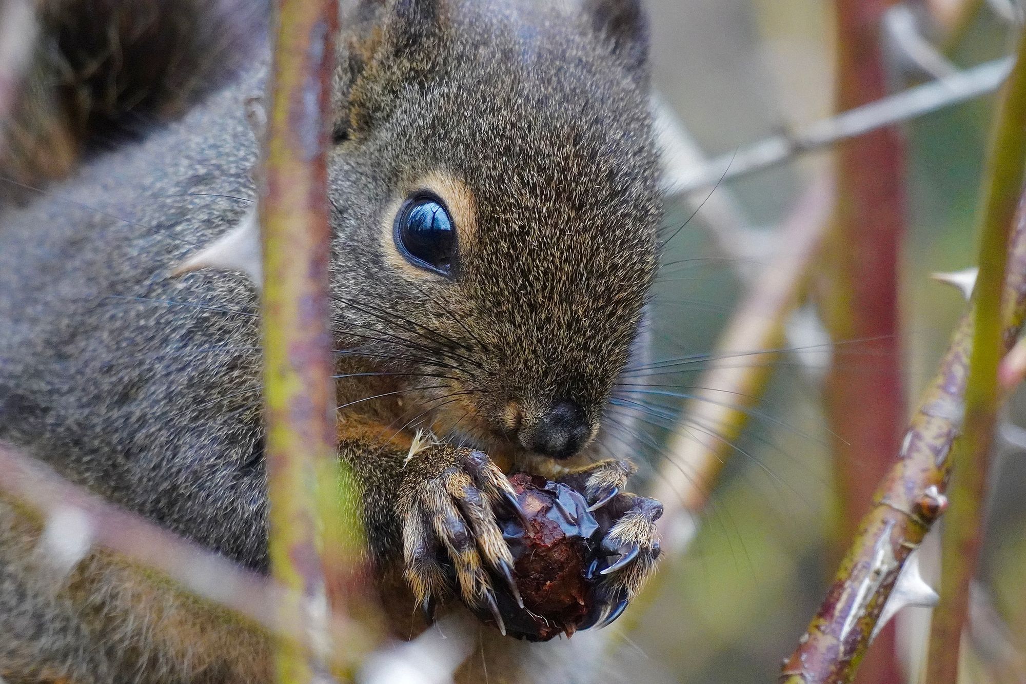 Douglas's squirrel (Tamiasciurus douglasii) among thorny stems, Western Washington