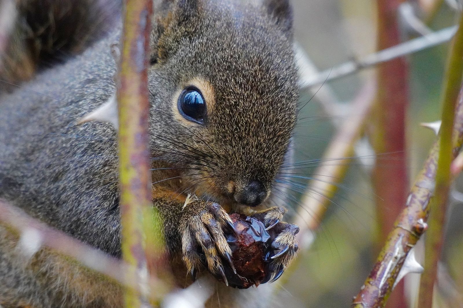 Douglas's squirrel (Tamiasciurus douglasii) among thorny stems, Western Washington