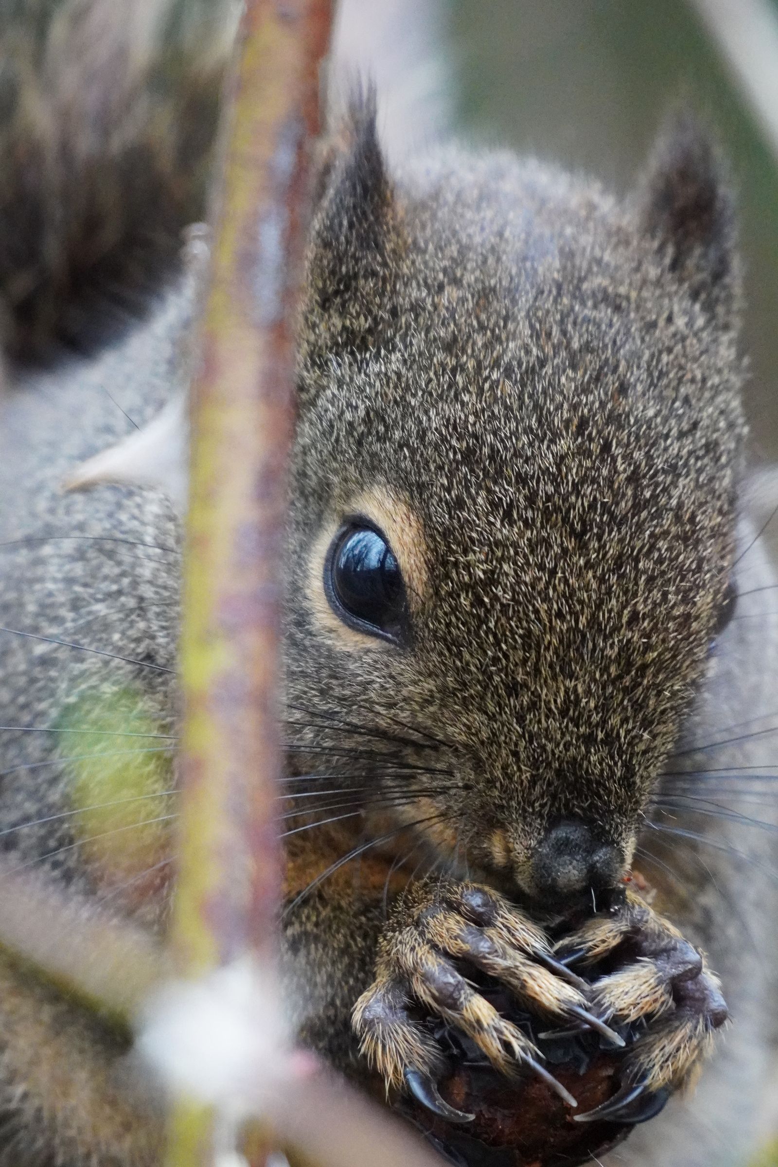 Douglas's squirrel (Tamiasciurus douglasii) holding food in its front paws among branches, Western Washington