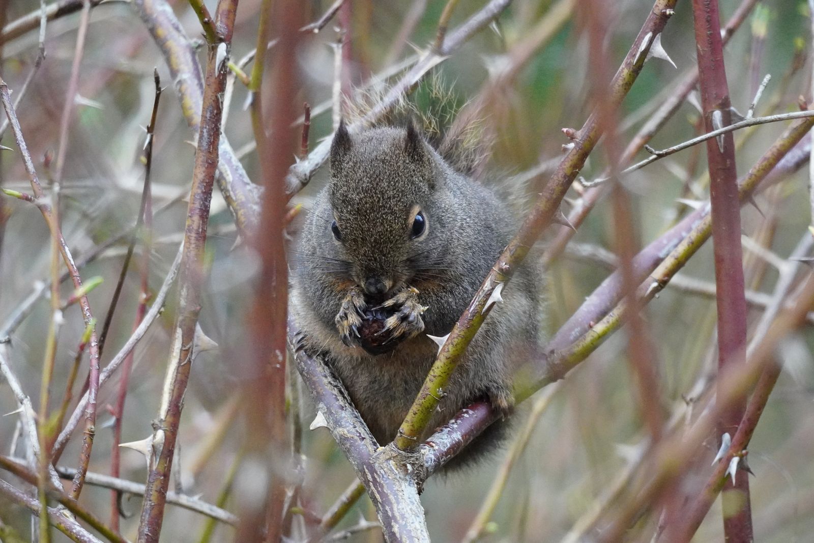 Douglas's squirrel (Tamiasciurus douglasii) perched among thorny branches, Western Washington