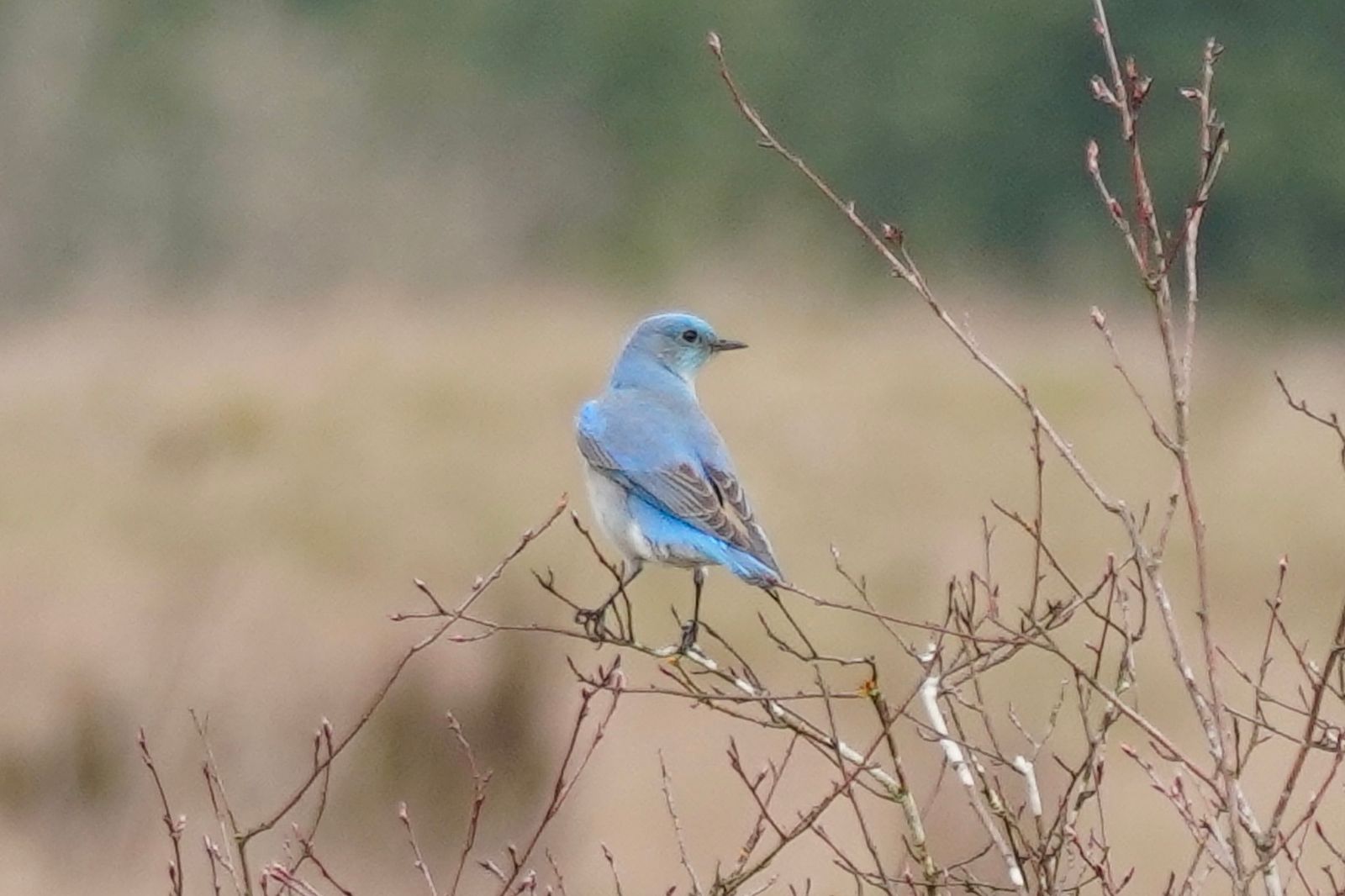 Mountain bluebird (Sialia currucoides) perched on a budding branch, Western Washington