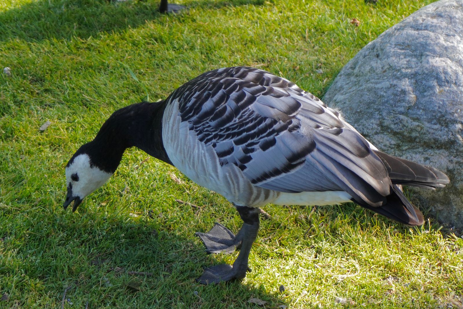 Barnacle goose (Branta leucopsis) standing on grass beside a large rock, Stockholm