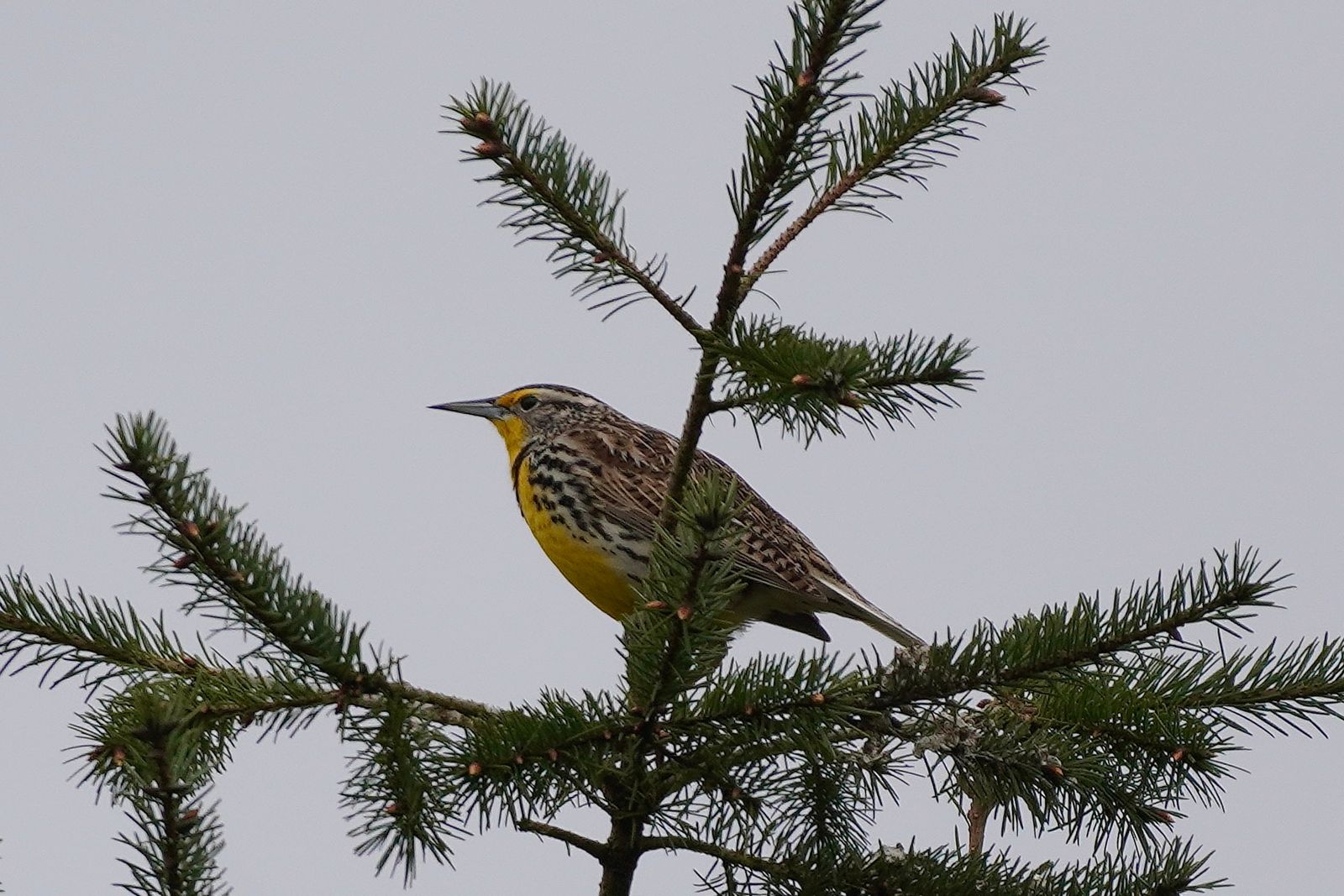Western meadowlark (Sturnella neglecta) perched among conifer branches, Western Washington