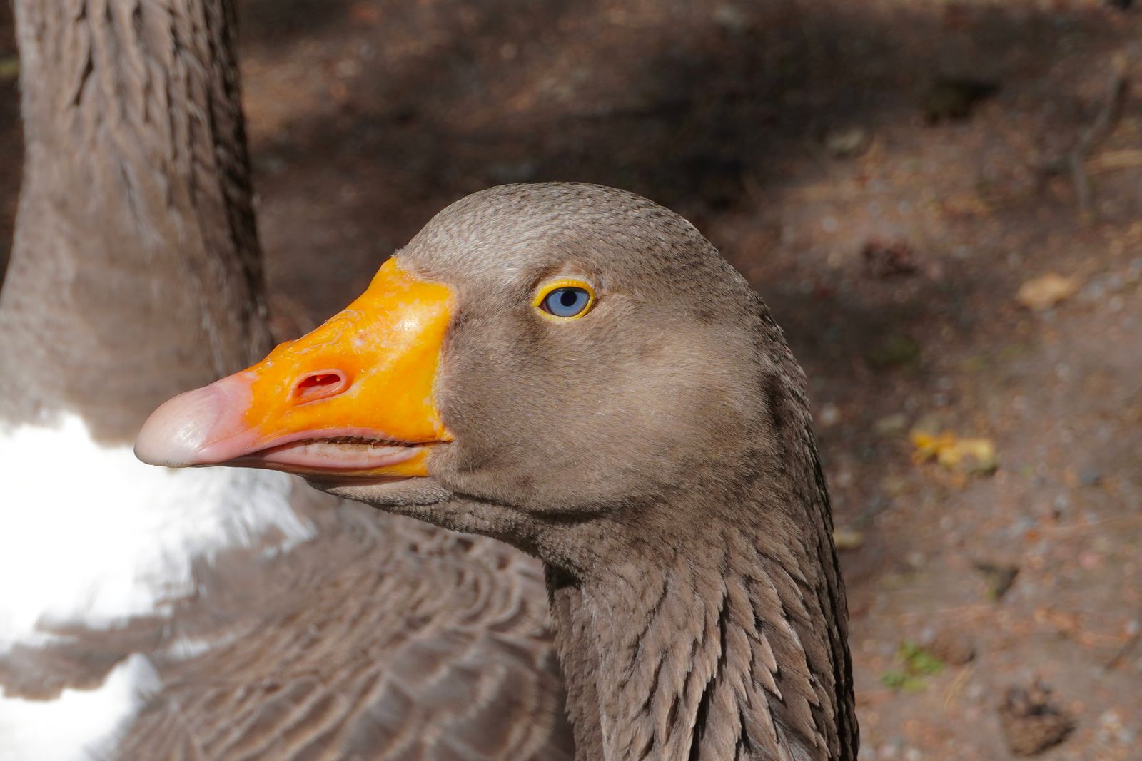Two geese on bare ground, Stockholm