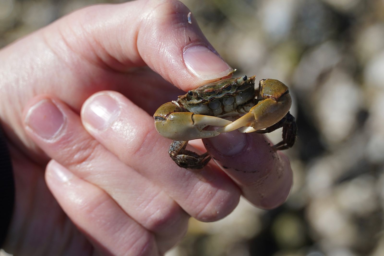 A small olive-brown crab held between fingers, Western Washington