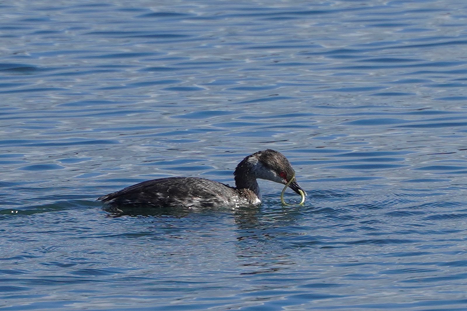 Horned grebe (Podiceps auritus) floating on rippled water, Western Washington
