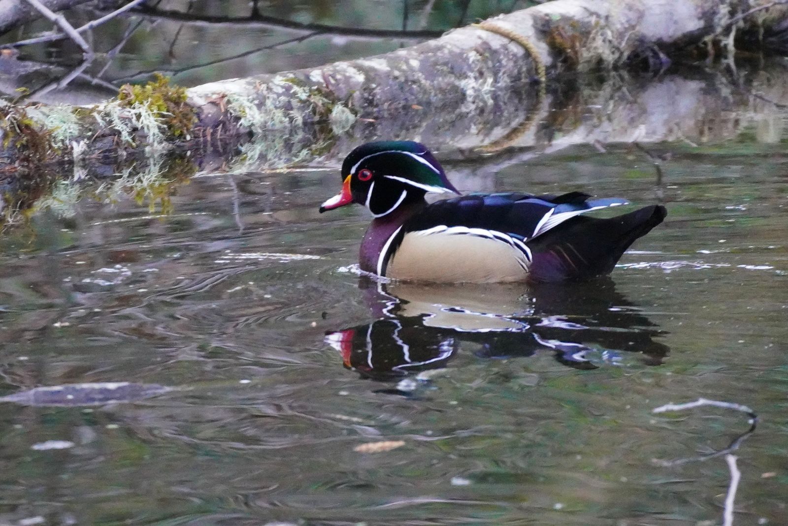 Wood duck (Aix sponsa) reflected in water beside a mossy fallen log, Western Washington