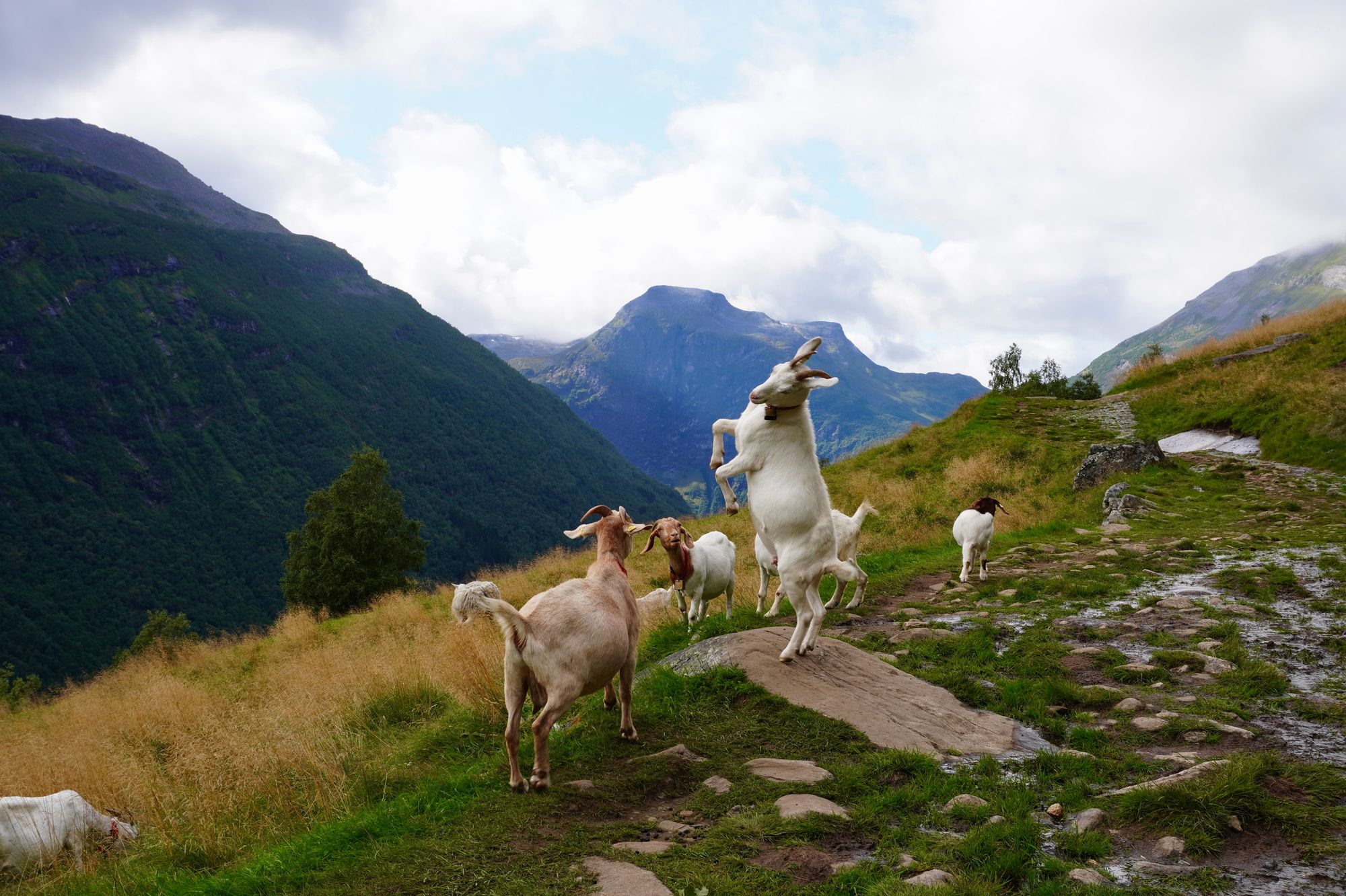 Six goats on a rocky mountain path, one rearing, Geiranger