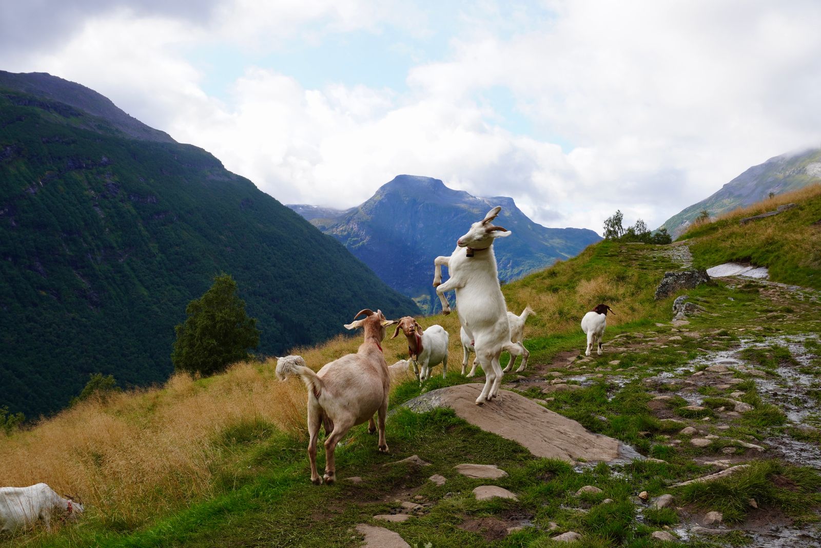 Six goats on a rocky mountain path, one rearing, Geiranger