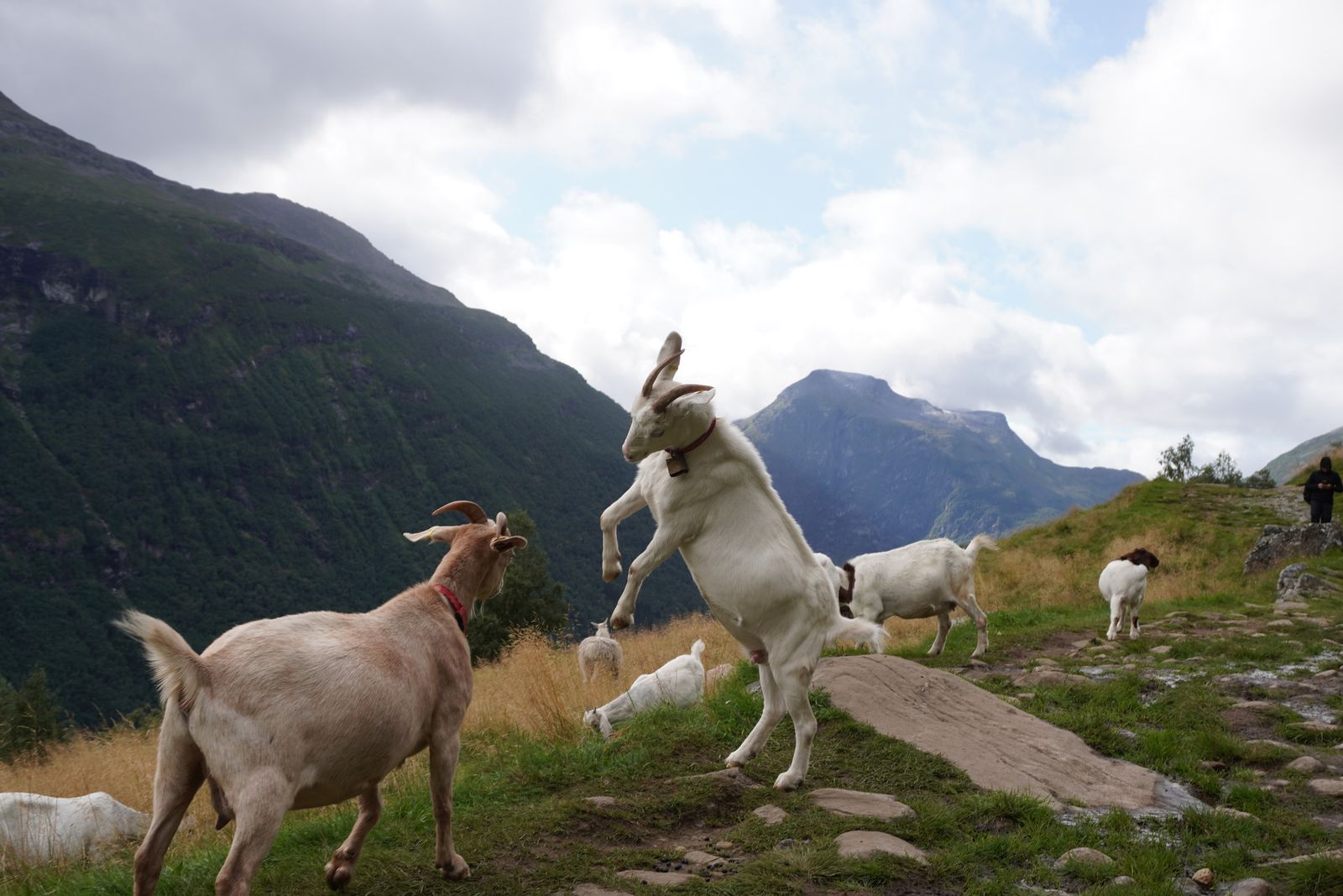 Seven goats on a rocky hillside, one rearing, Geiranger