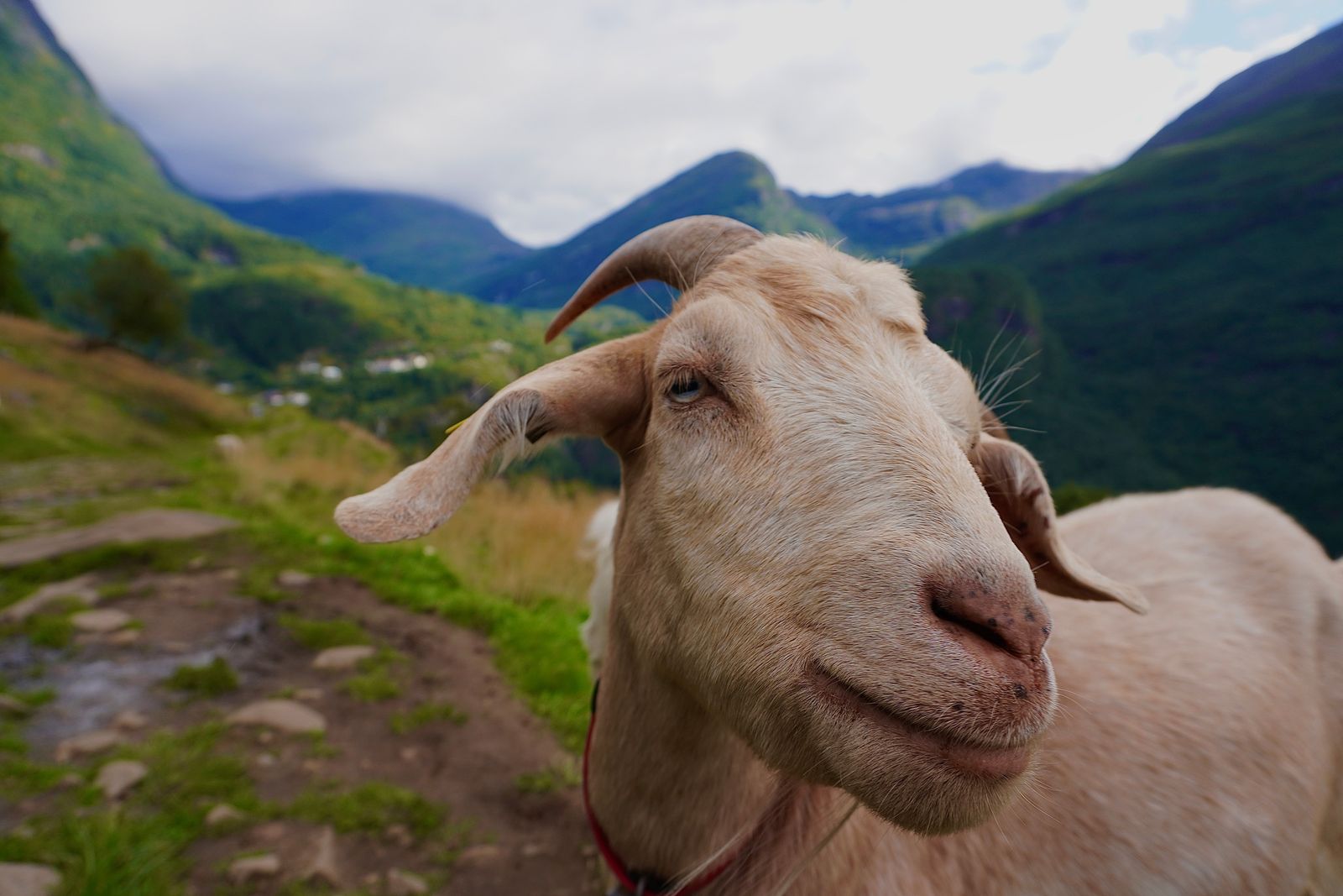 Domestic goat (Capra hircus) standing beside a rocky mountain path, Geiranger