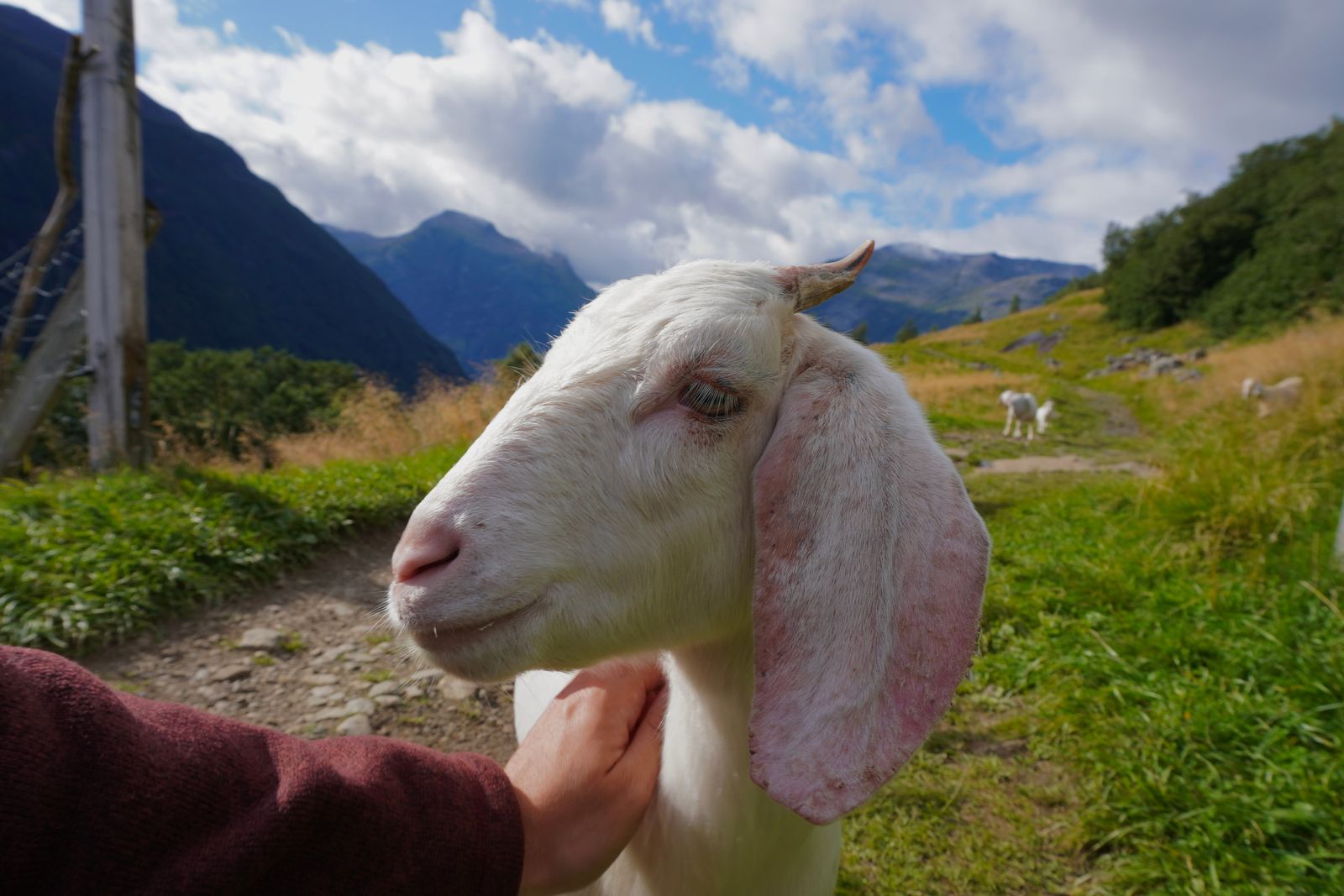 Goats beside a mountain path, one being petted, Geiranger