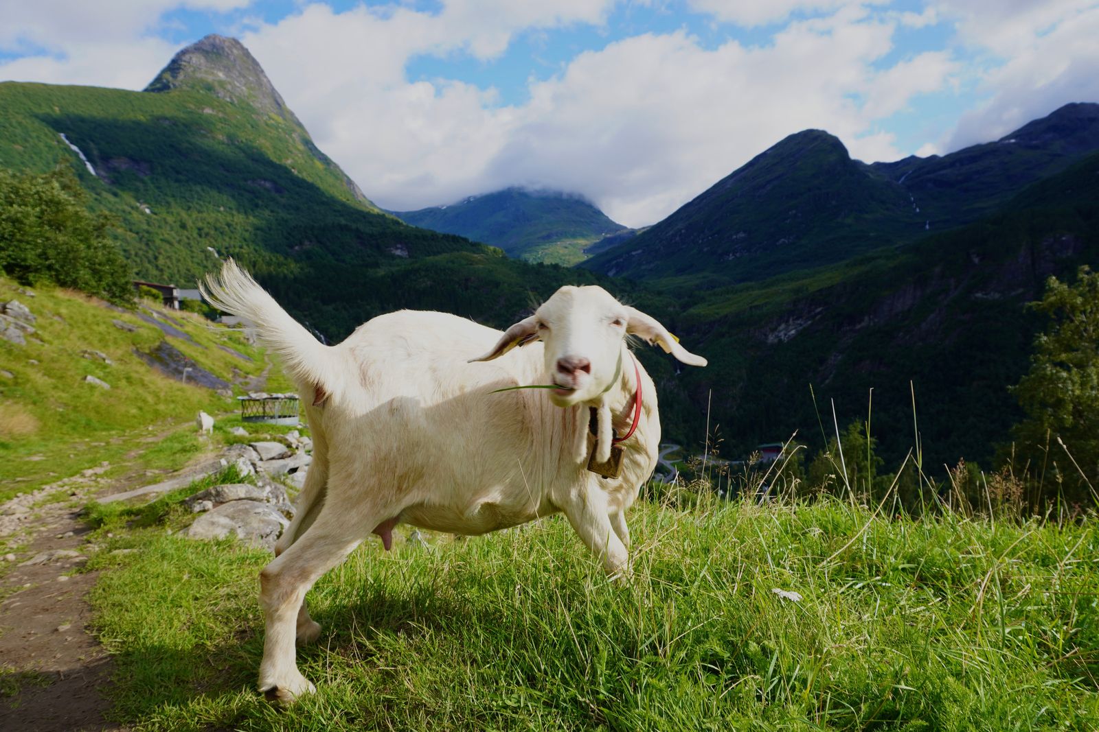 A goat eating grass beside a rocky mountain trail, Geiranger