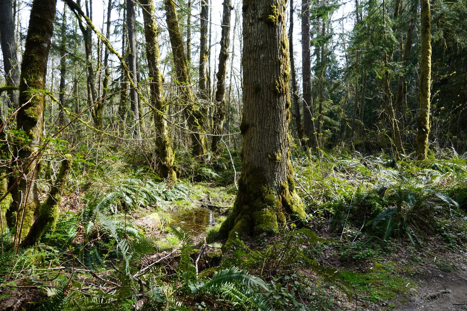 Moss-covered forest with ferns, a pool and a dirt trail, Western Washington