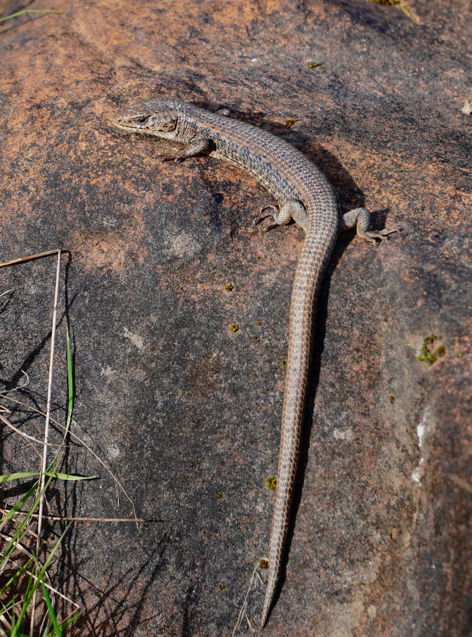 Northern alligator lizard (Elgaria coerulea) on mottled rock beside sparse grass, Western Washington