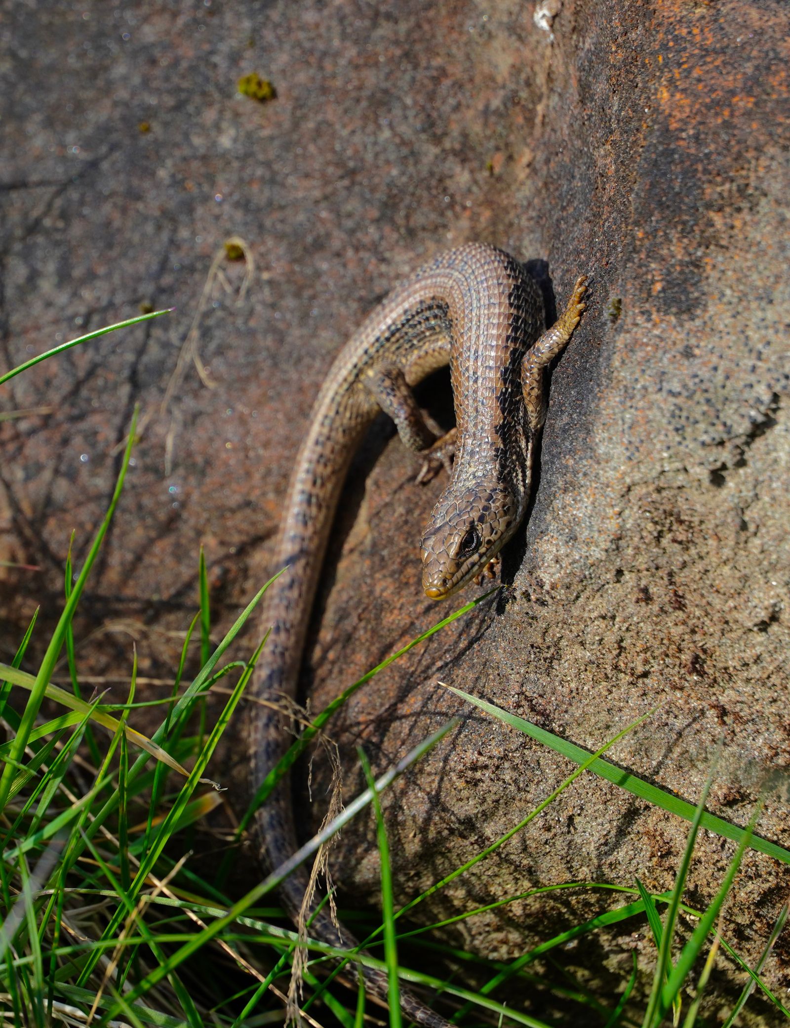 A lizard clinging to mossy rock beside grass, Western Washington