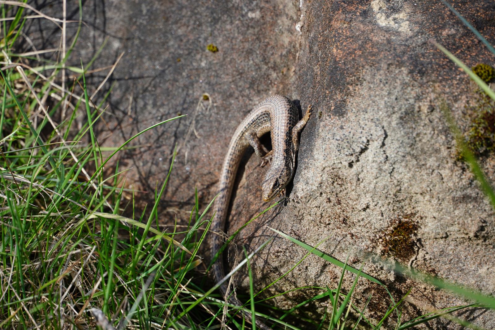 A lizard clinging to mossy rock beside grass, Western Washington