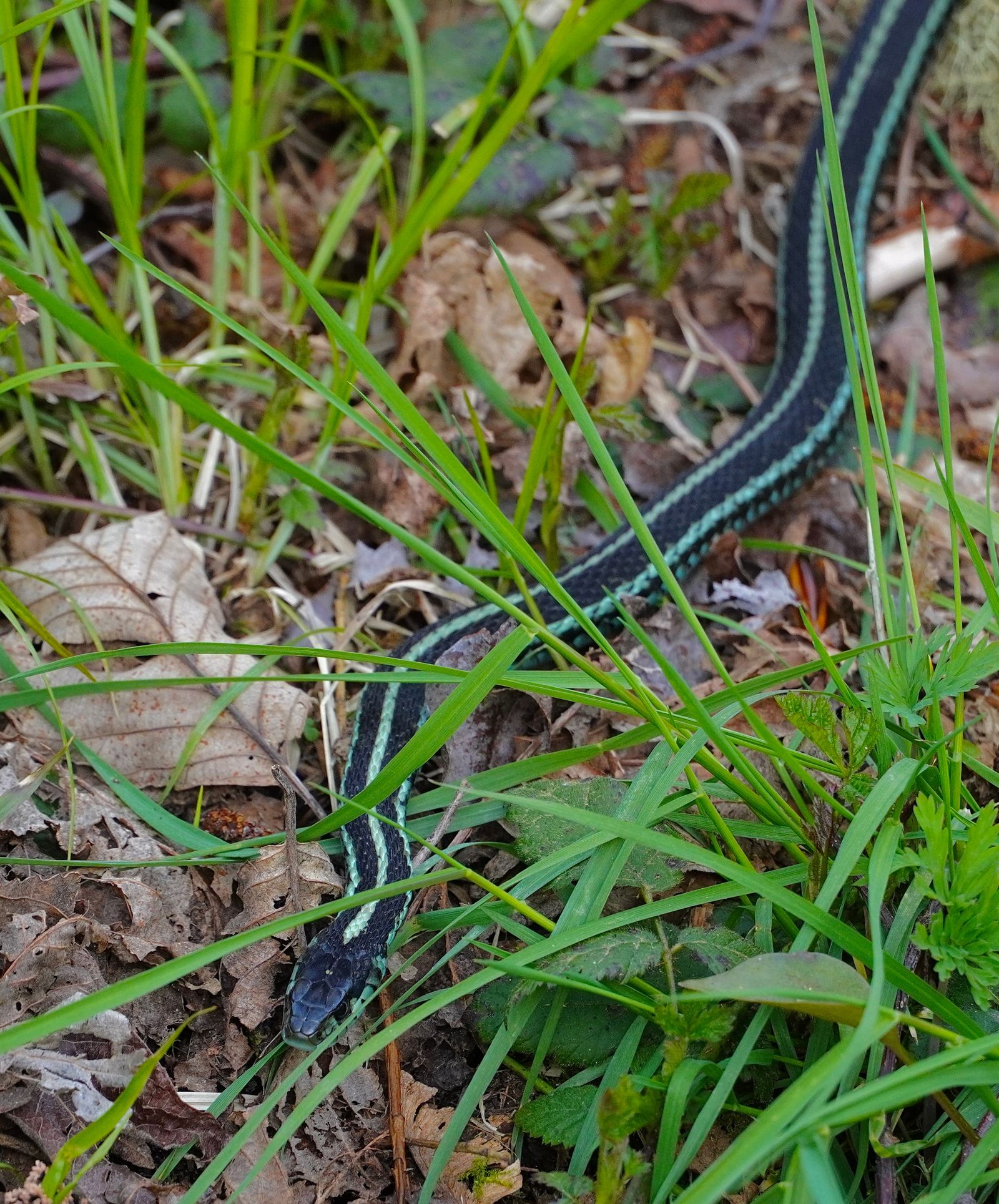Puget Sound garter snake (Thamnophis sirtalis pickeringii) curving through grass and dry leaf litter, Western Washington
